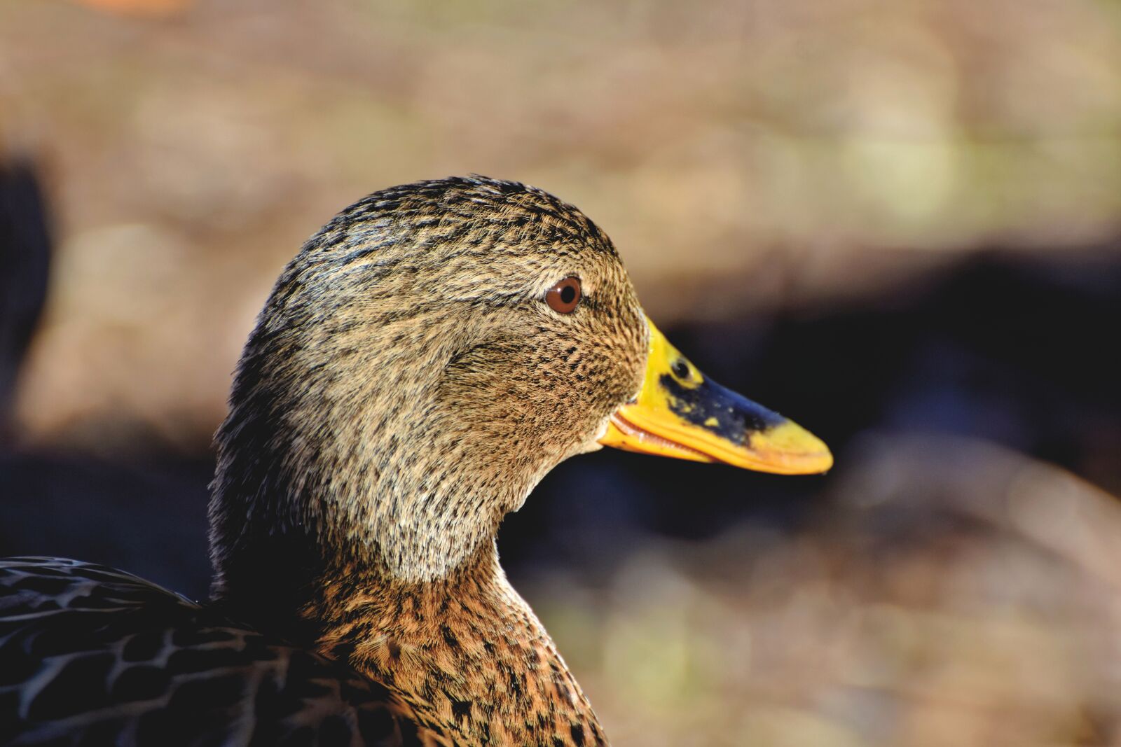 Nikon D7200 sample photo. Mallard, duck, water bird photography