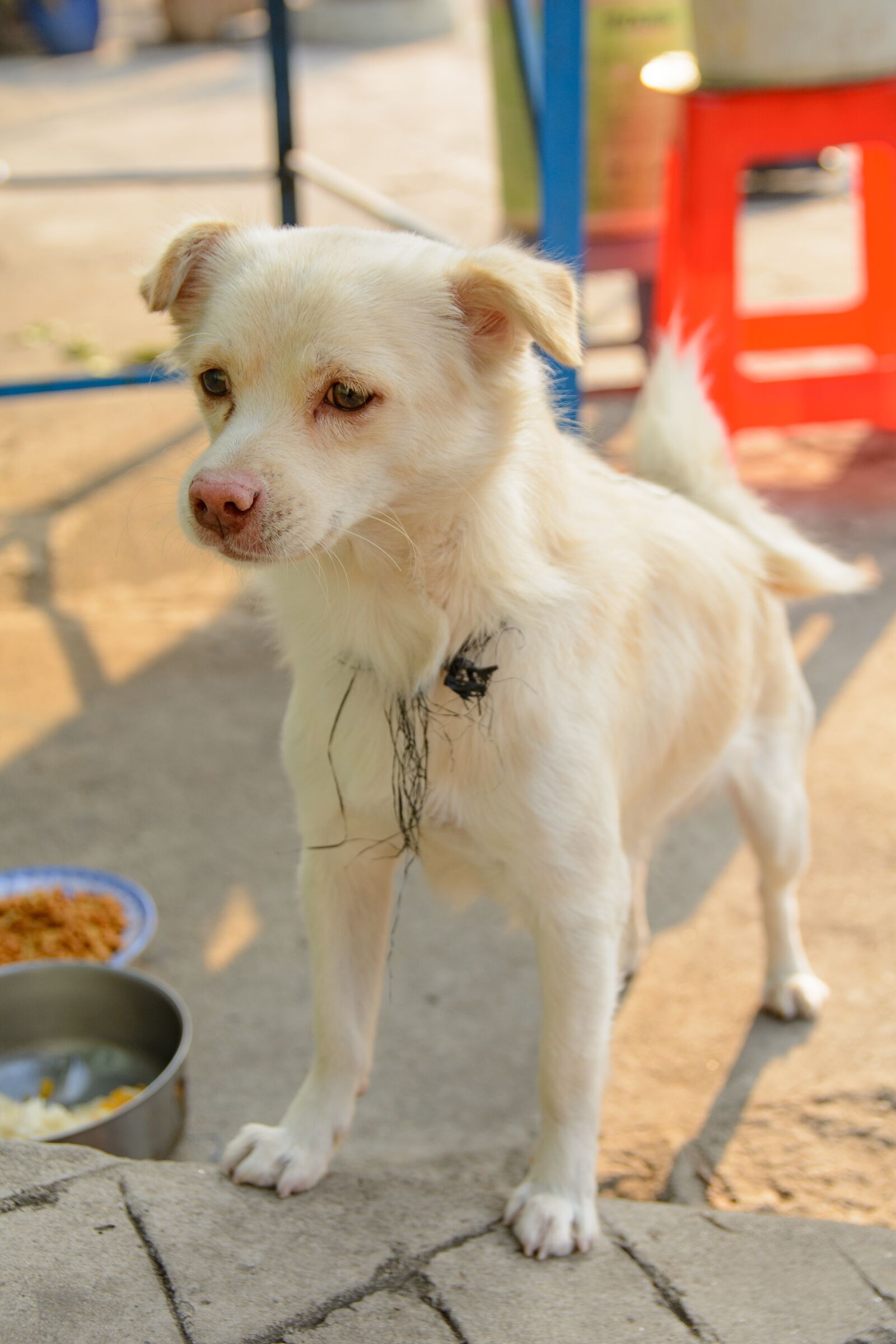 Nikon D7100 sample photo. Dog, pet, animal photography