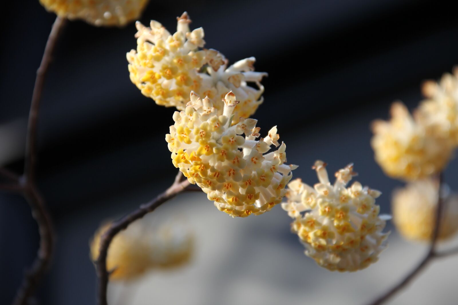 Canon EOS 60D sample photo. Nature, flower, flora photography