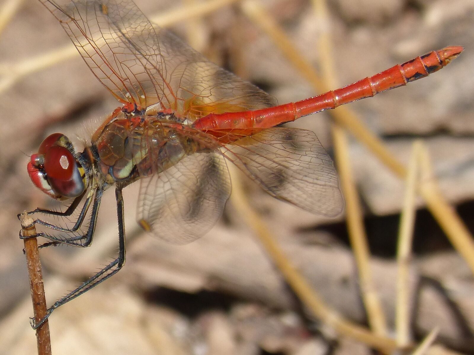 Panasonic DMC-FZ62 sample photo. Red dragonfly, branch, sympetrum photography
