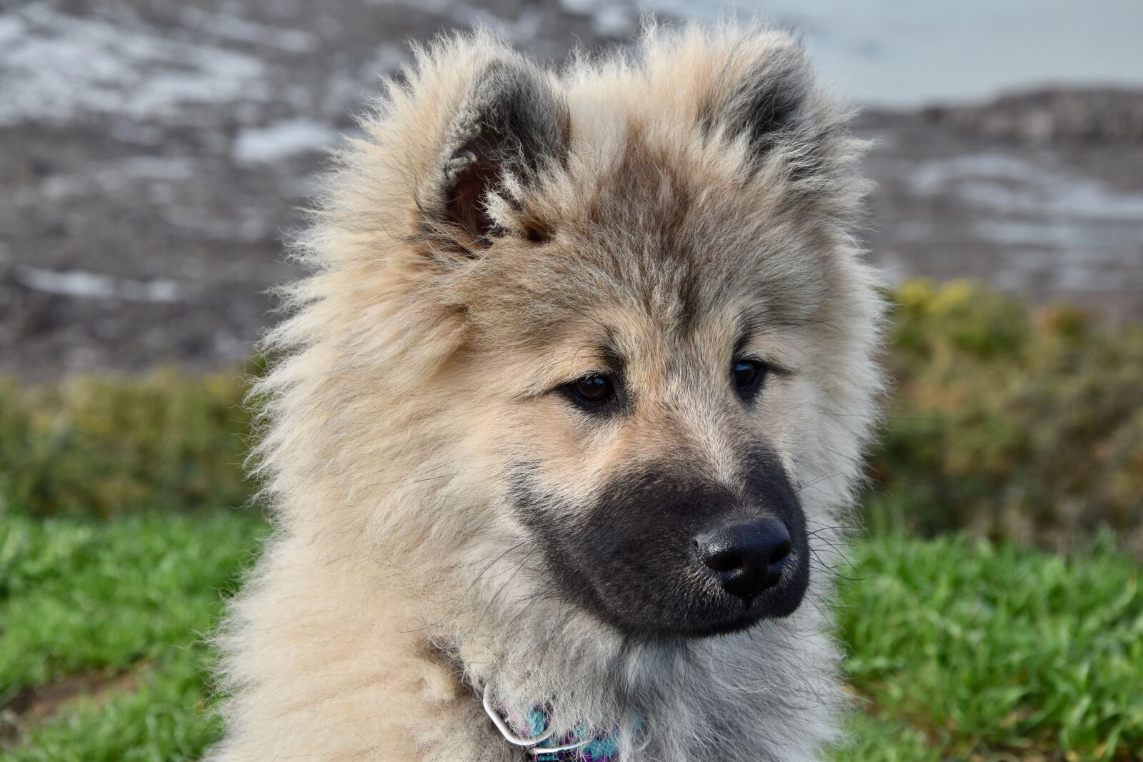 Nikon D5600 sample photo. Dog, dog eurasier, eurasier photography