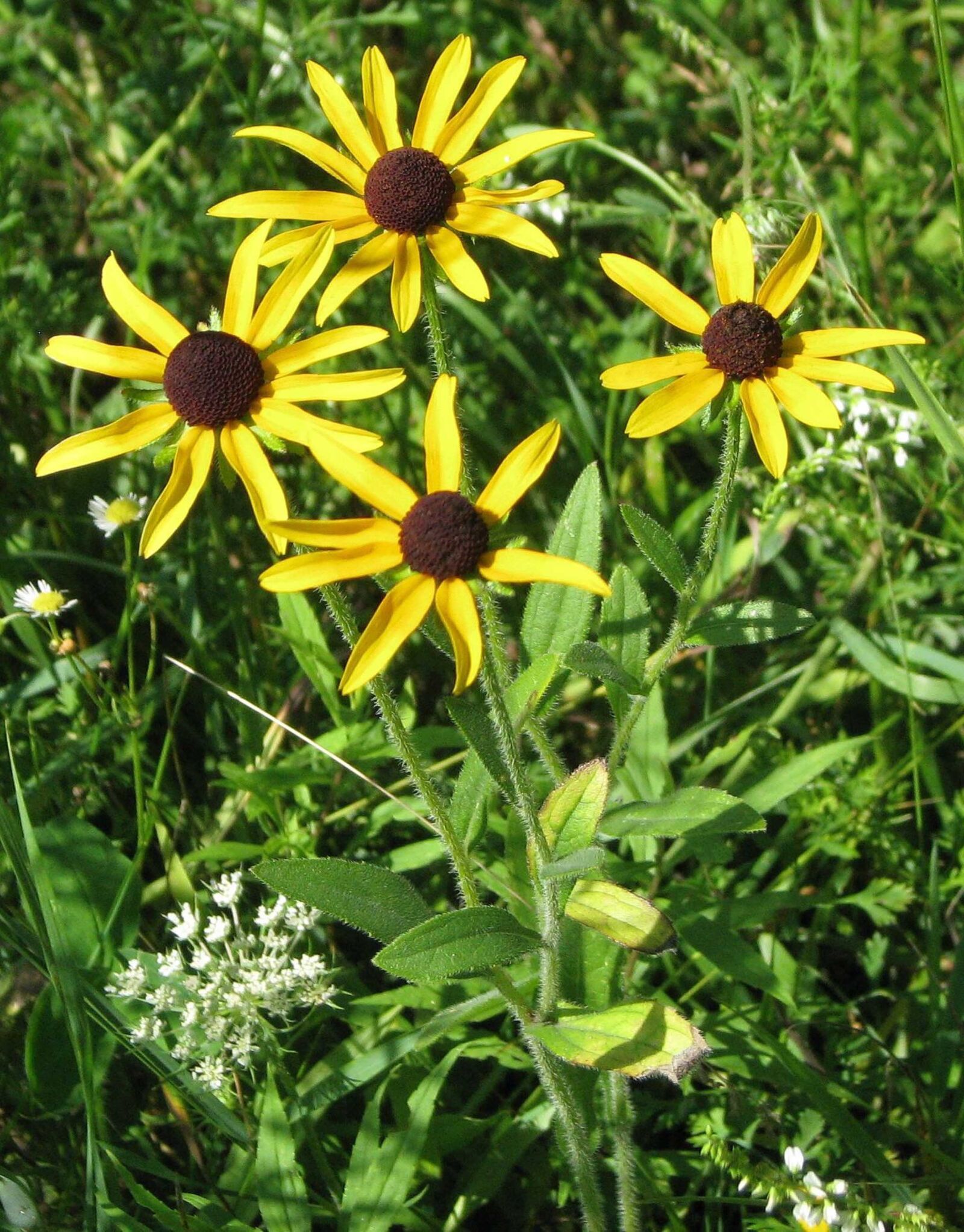 Canon POWERSHOT S5 IS sample photo. Black-eyed susan, brown-eyed susan photography