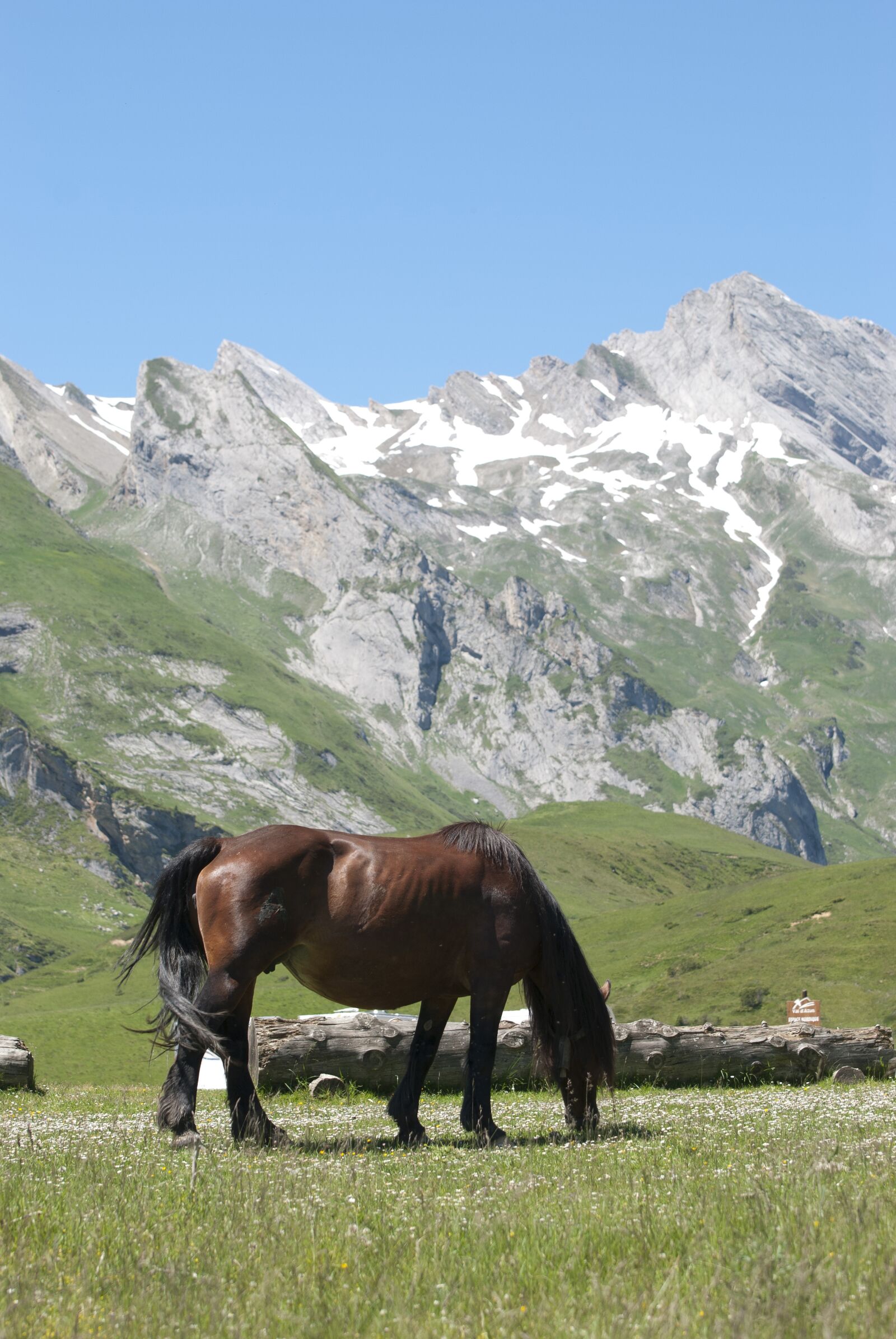 Nikon D80 sample photo. Horse, grazing, mountains photography