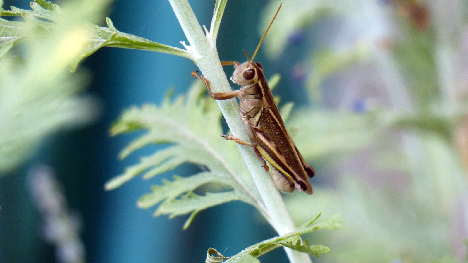 Panasonic Lumix DMC-FZ200 sample photo. Animal, insect, grasshopper photography