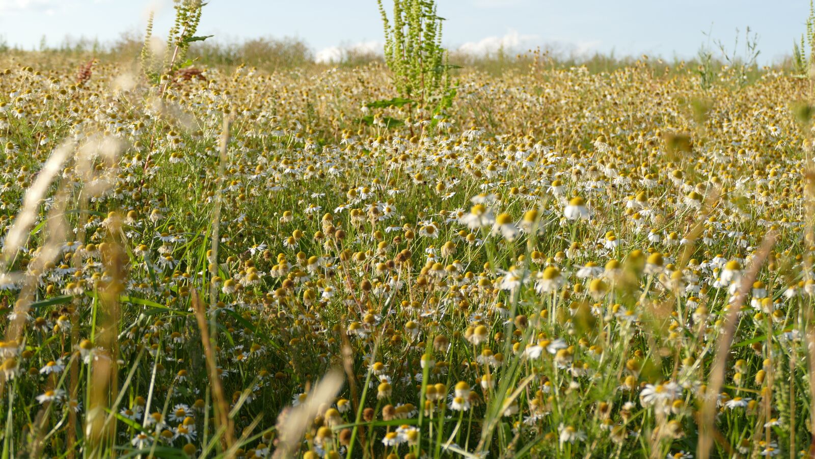 Panasonic Lumix DMC-FZ1000 sample photo. Meadow, sun, nature photography