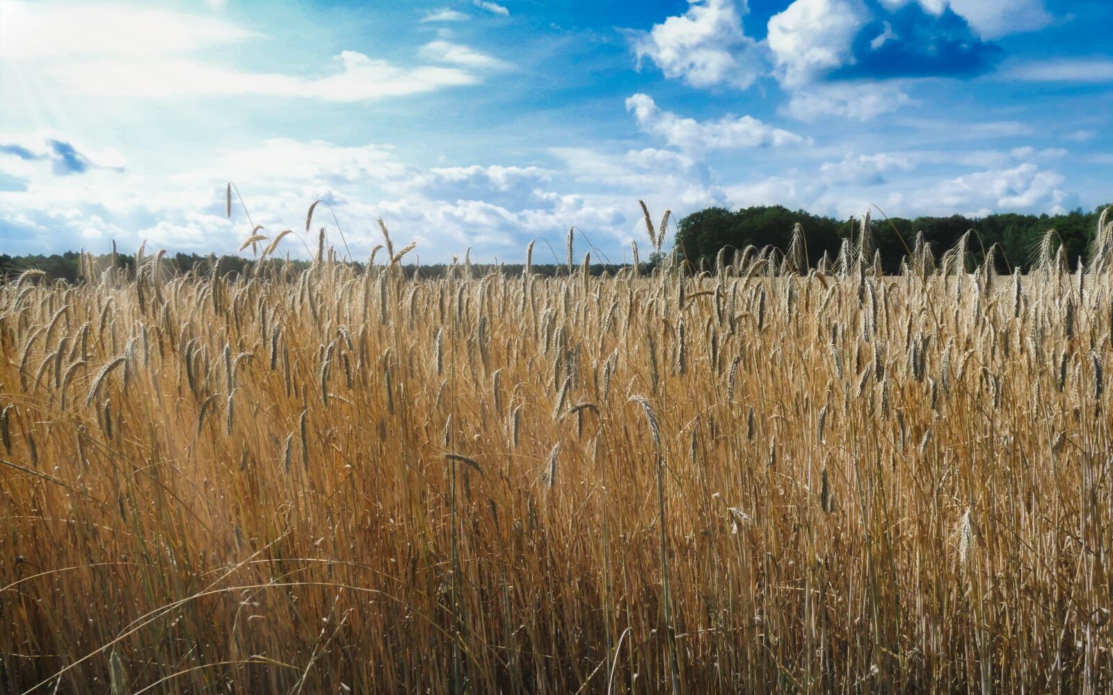 Panasonic Lumix DMC-FZ1000 sample photo. Wheat field, wheat, harvest photography