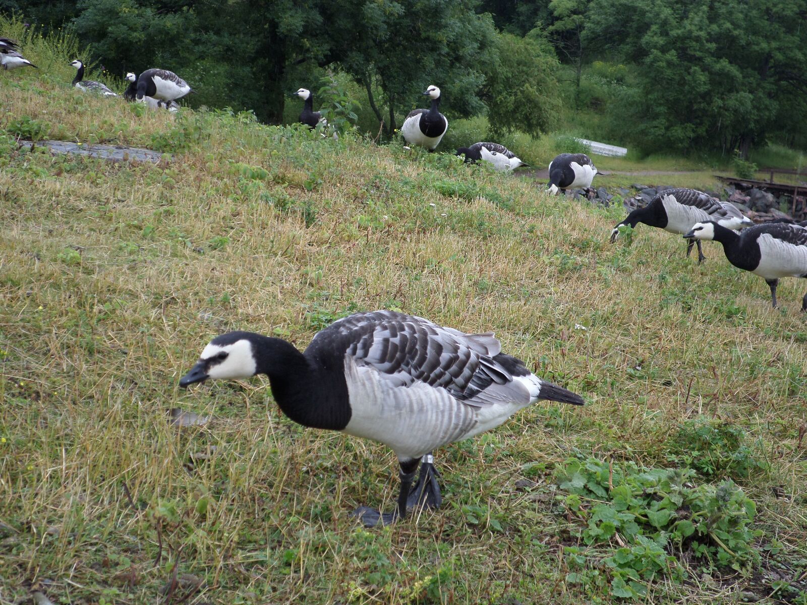Samsung DV150F/DV151F/DV155F sample photo. New, nature, animal photography