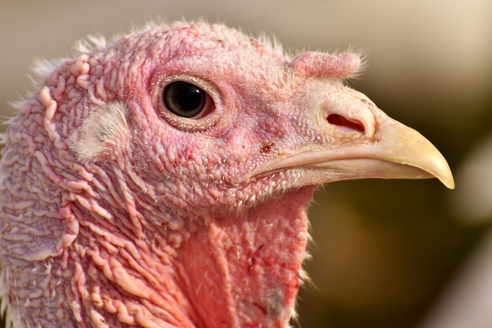 Nikon D7200 sample photo. Turkeys, birds, poultry photography