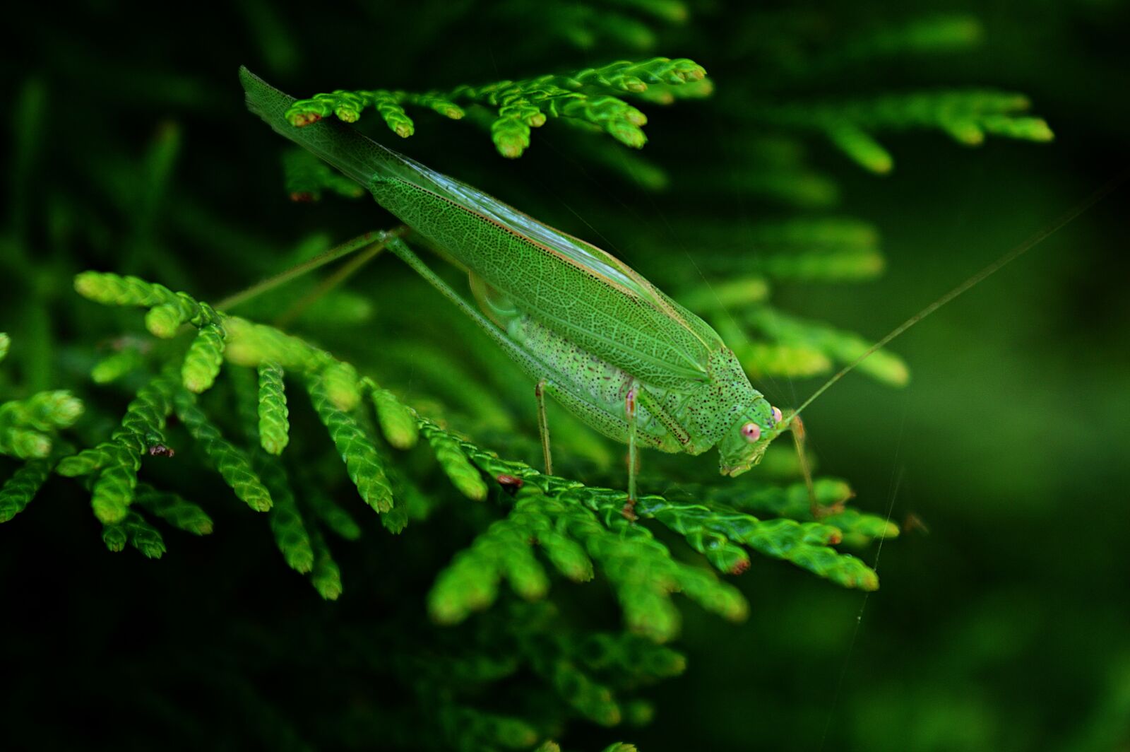 Nikon D3200 sample photo. Mantis, insect, beetle photography
