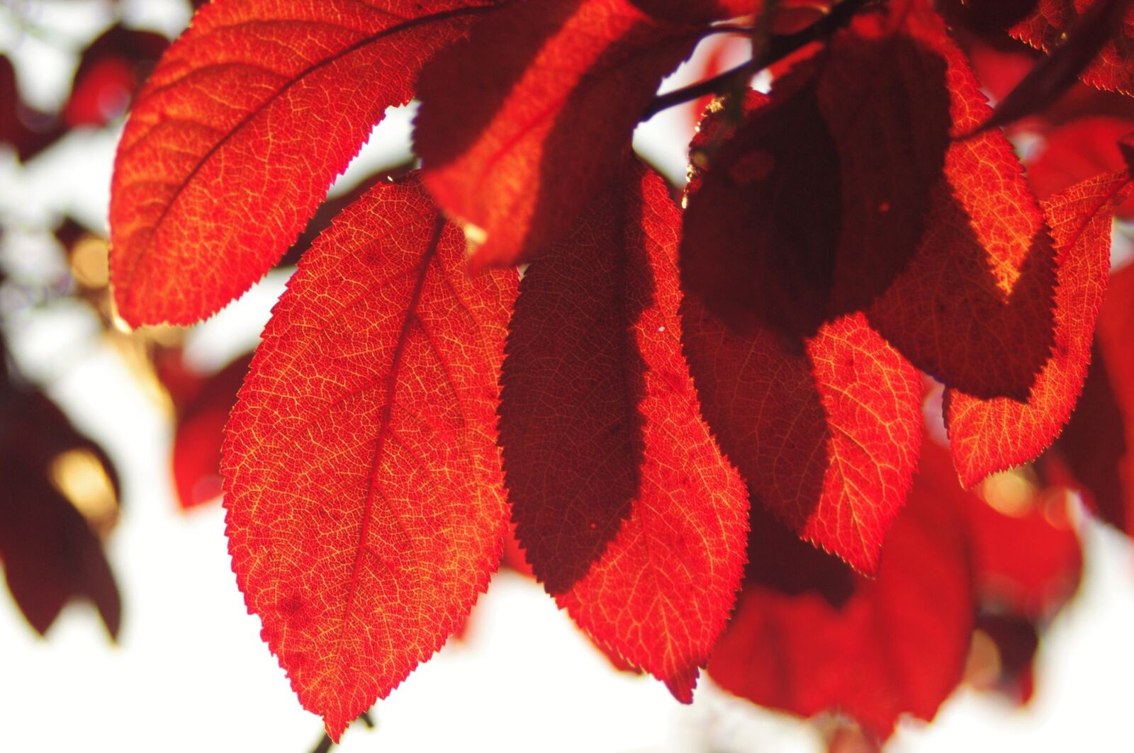 Pentax K-x sample photo. Red, leaf, autumn photography