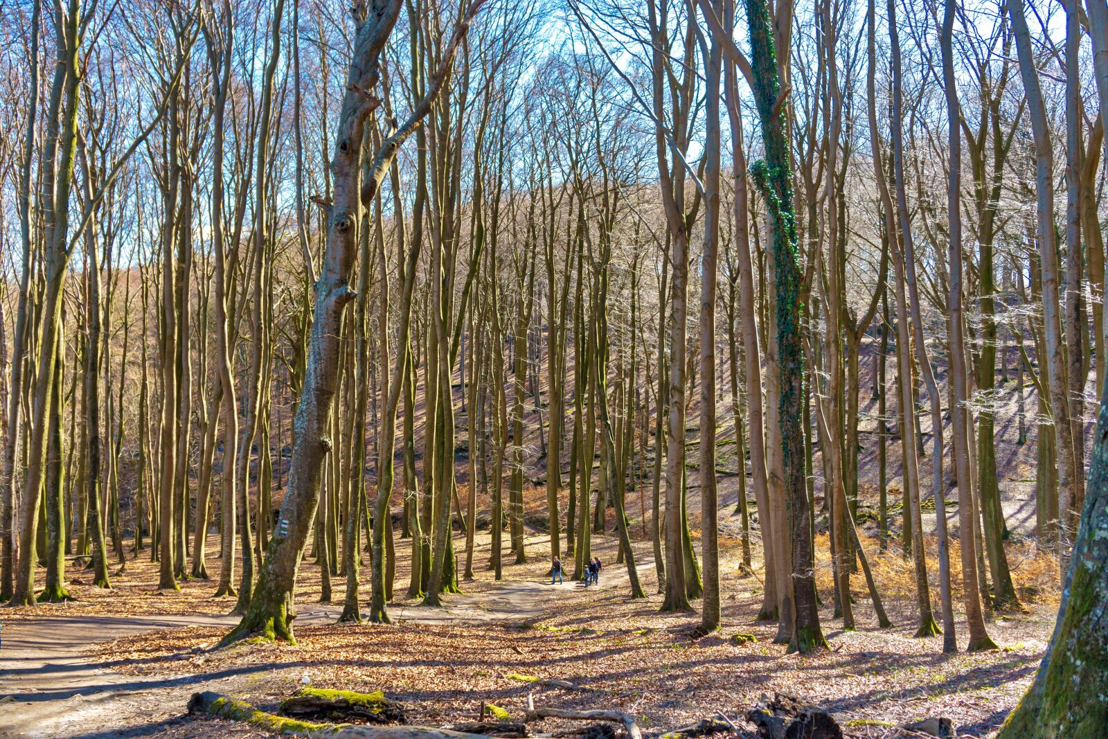 Sony a6000 + Sony E 18-55mm F3.5-5.6 OSS sample photo. Wood, nature, landscape photography