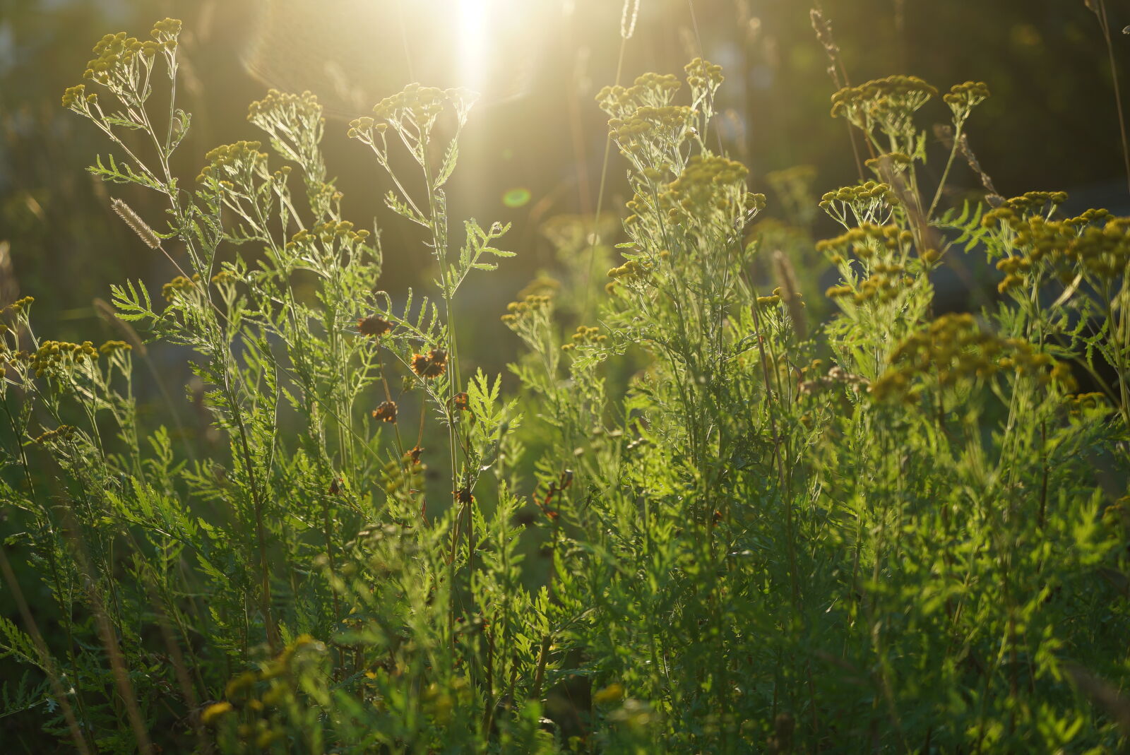 Sony a7S sample photo. Sunset green photography