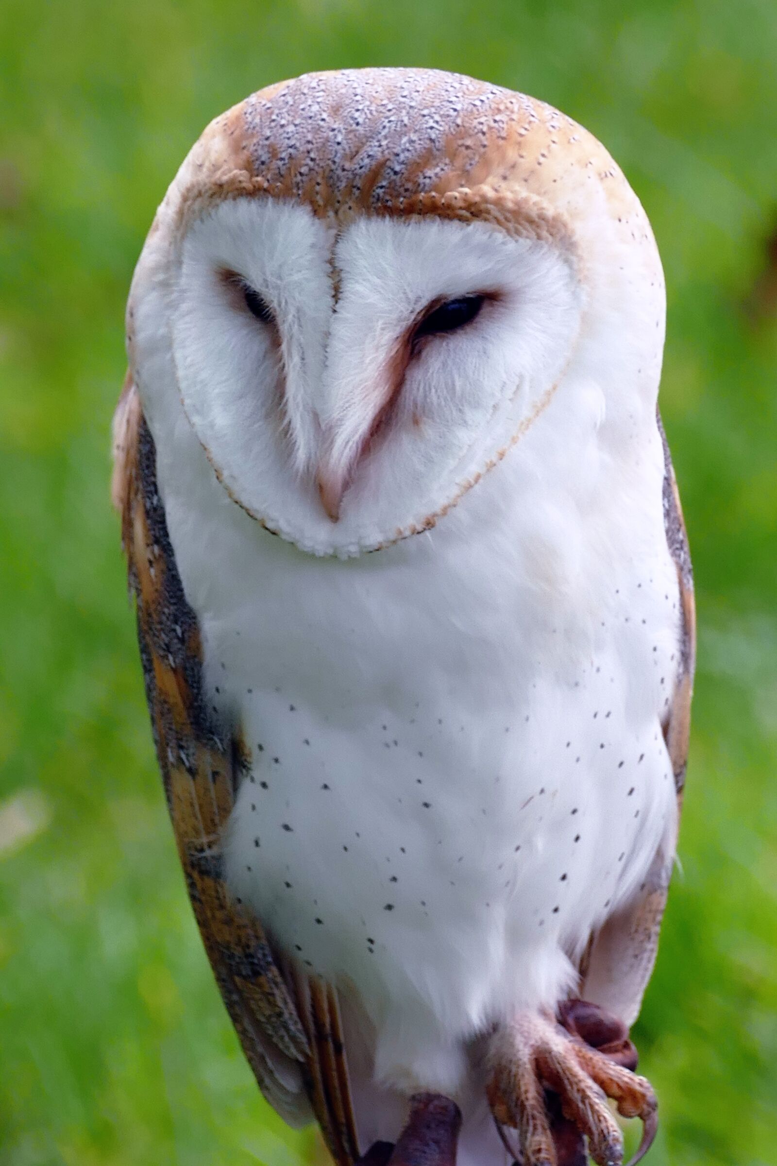 Panasonic Lumix DMC-FZ1000 sample photo. Bird, barn owl, owl photography
