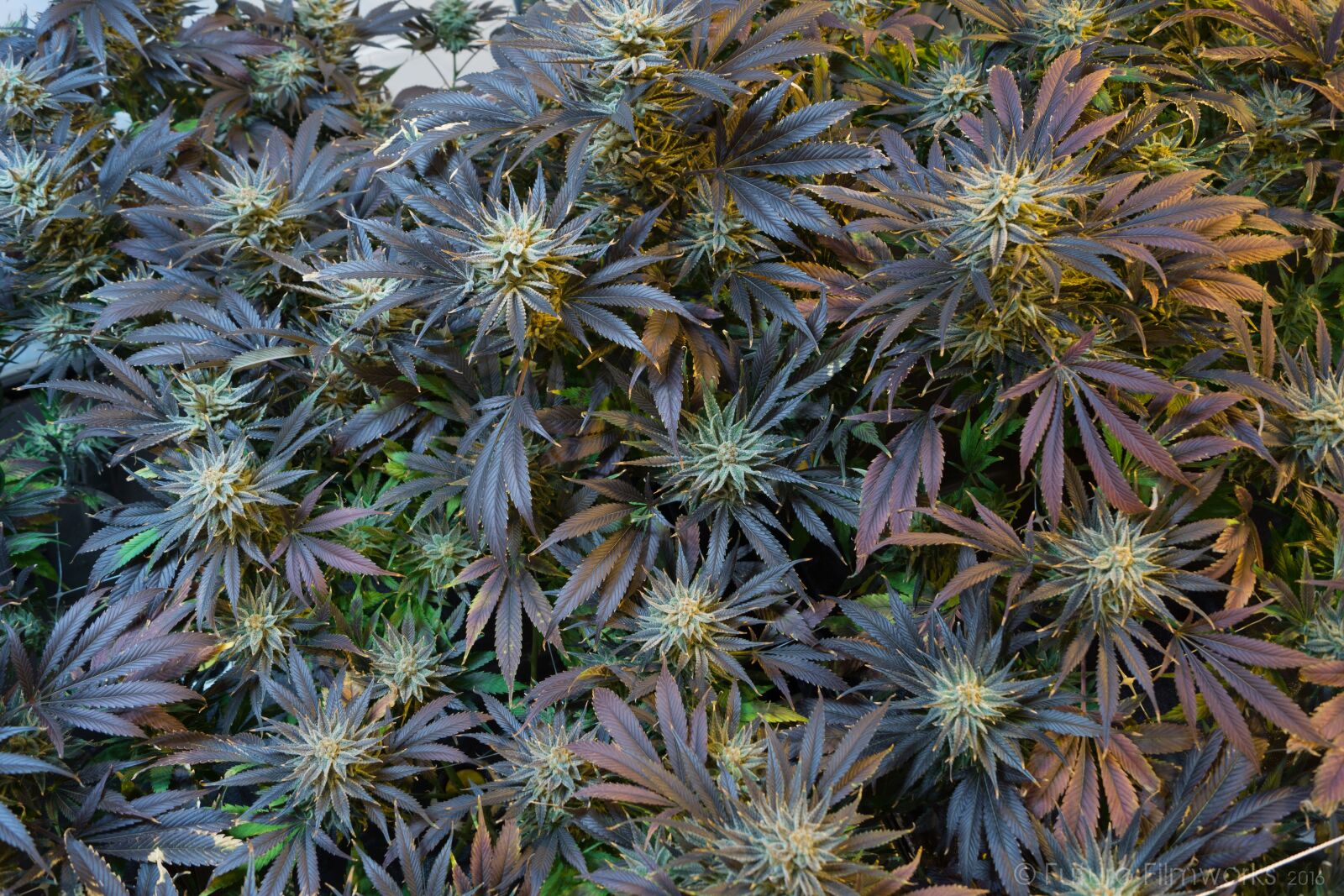 Sony SLT-A65 (SLT-A65V) + Sony DT 18-55mm F3.5-5.6 SAM sample photo. Marijuana, cannabis, marihuana photography