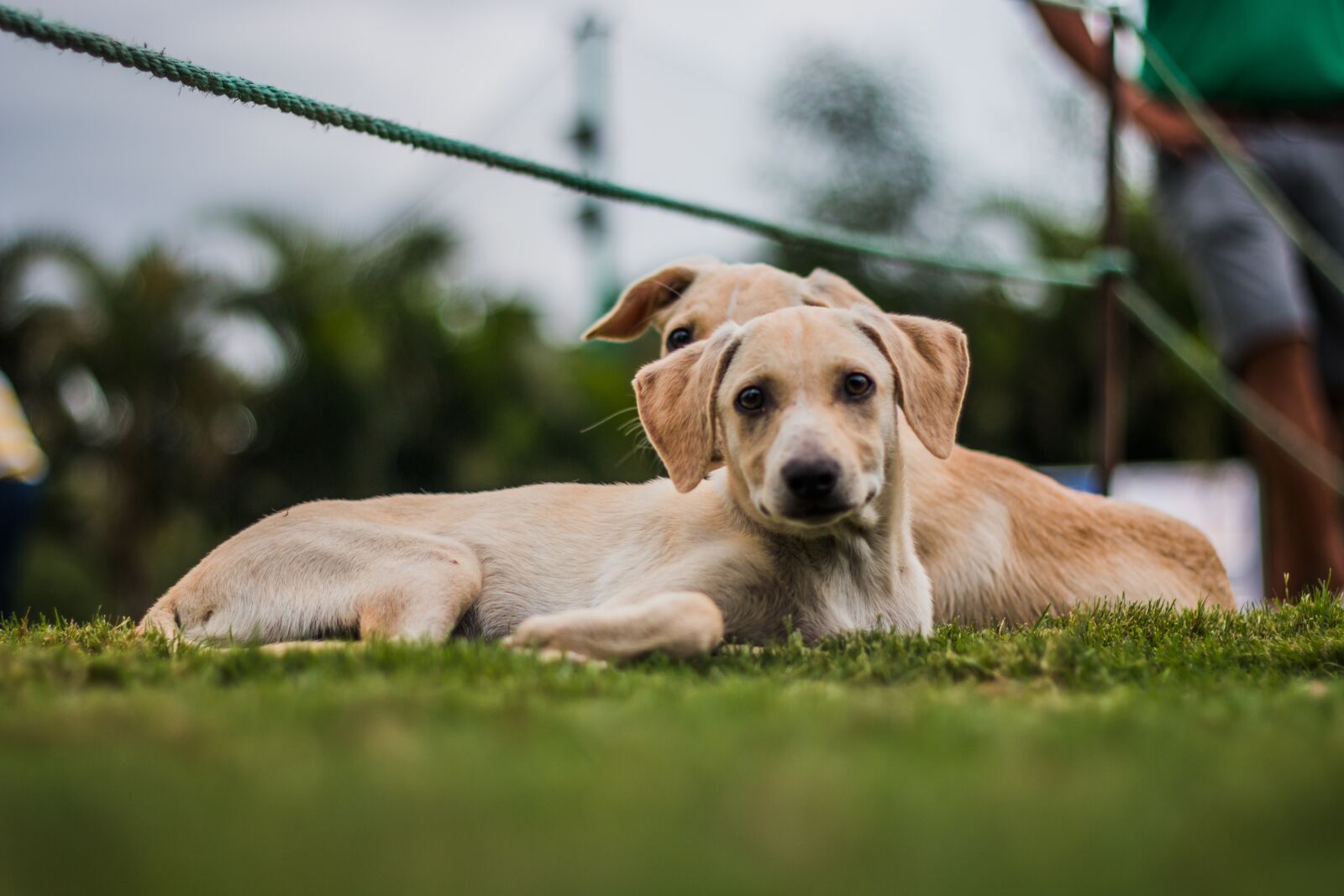 Canon EOS 70D + Canon EF 50mm F1.8 II sample photo. Puppy, dog, cute photography