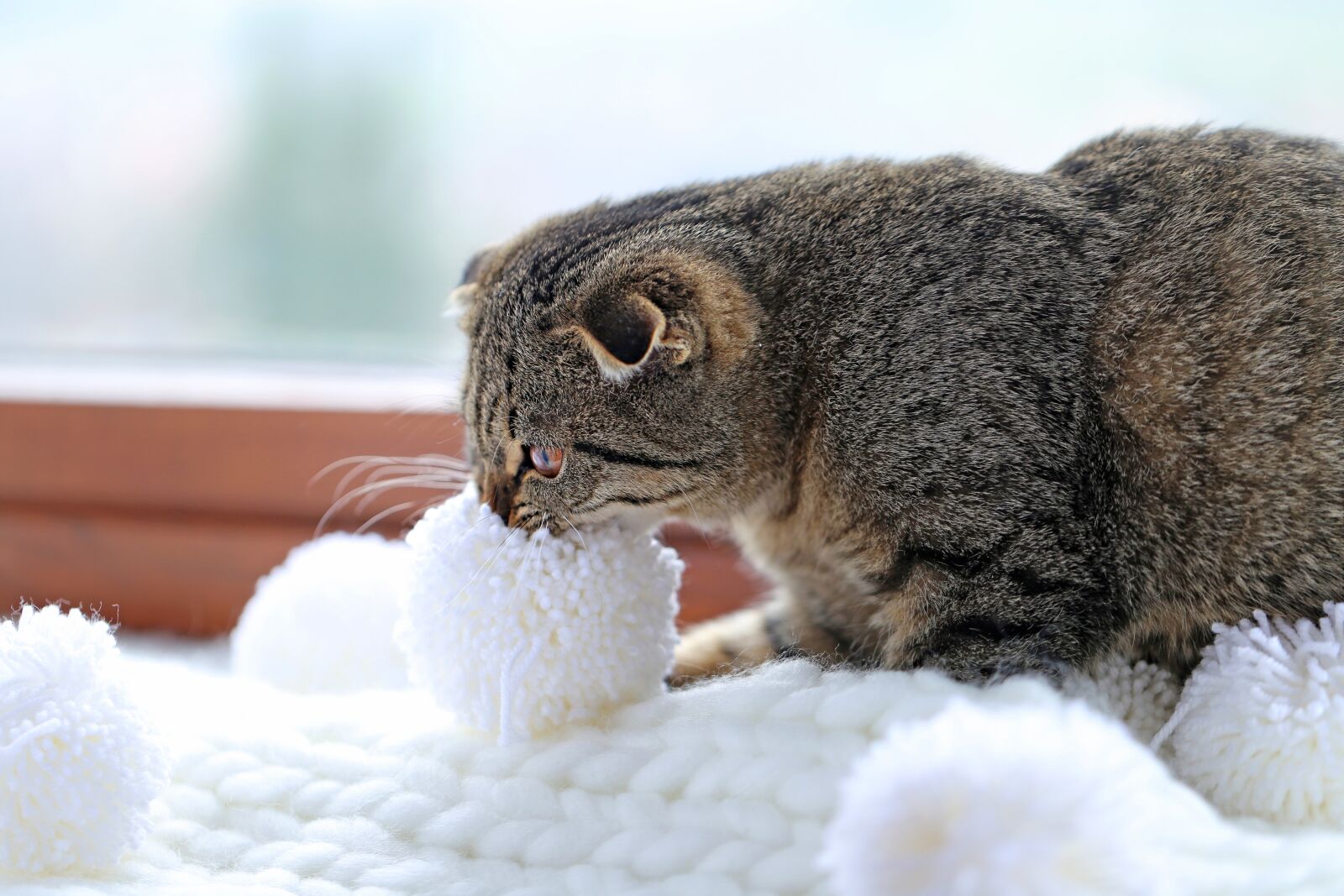 Canon EF 100mm F2.8L Macro IS USM sample photo. Striped, scottish, kitten photography