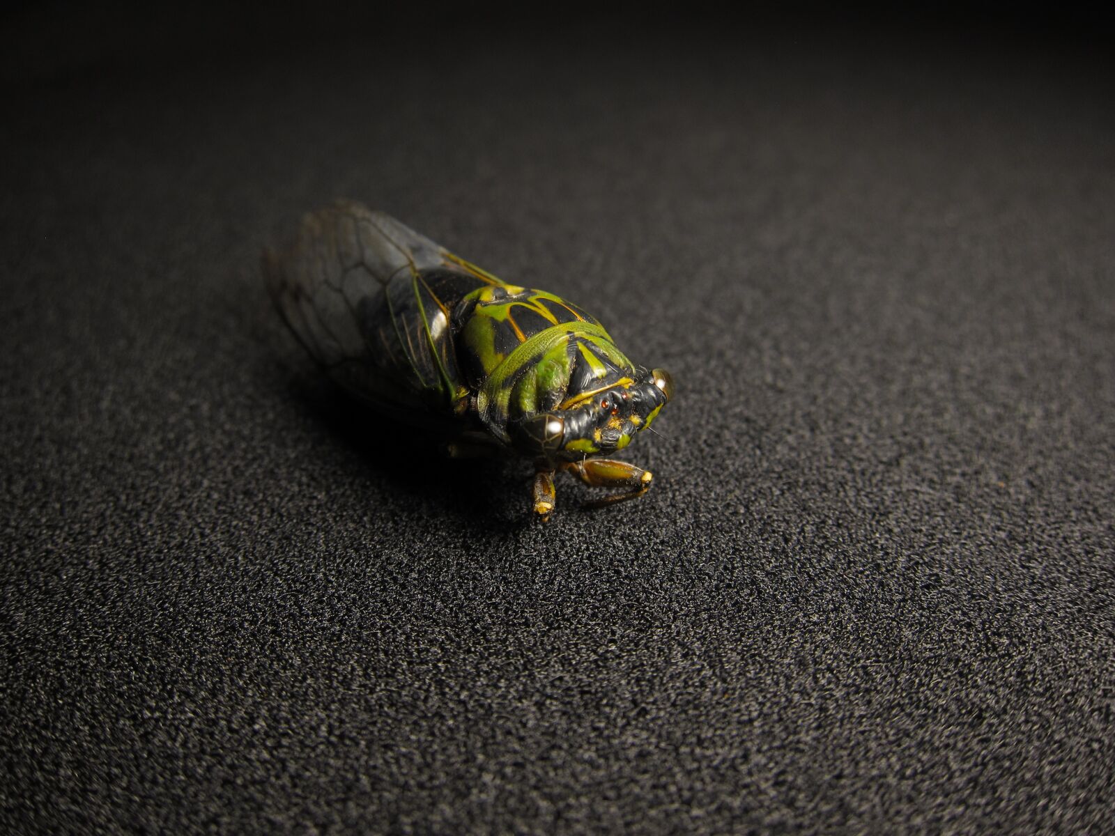 Canon PowerShot S95 sample photo. Cicada, insect, bug photography