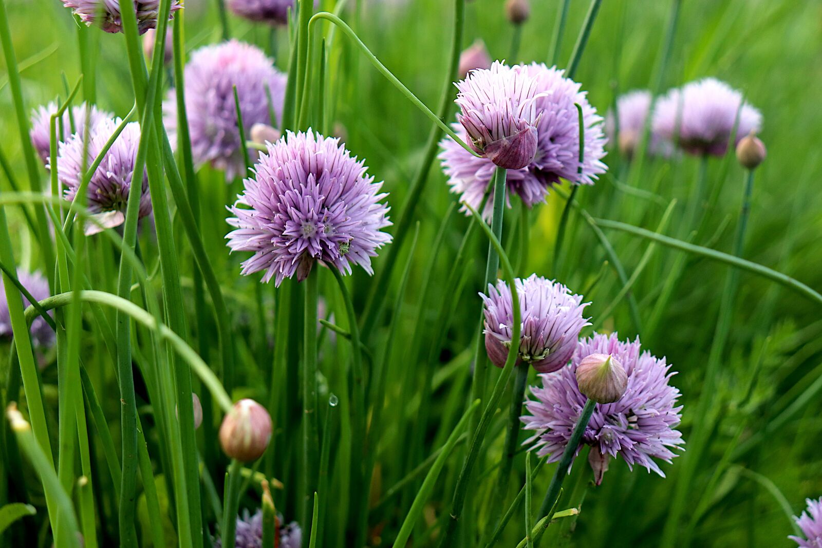 Canon EOS 800D (EOS Rebel T7i / EOS Kiss X9i) sample photo. Wild garlic, flowers, plants photography