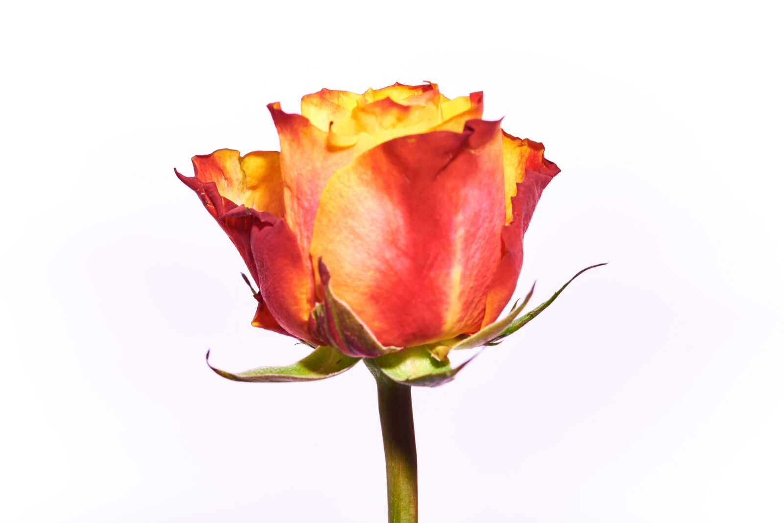 Nikon D750 sample photo. Rose, red, orange photography