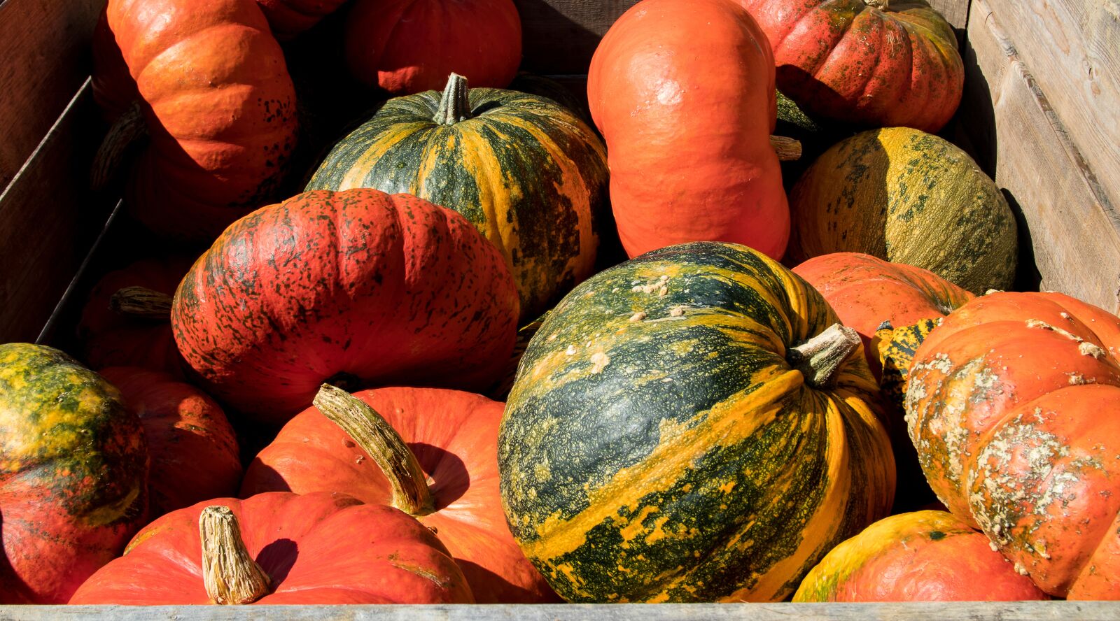 Canon EOS 80D sample photo. Pumpkin, pumpkins, vegetables photography