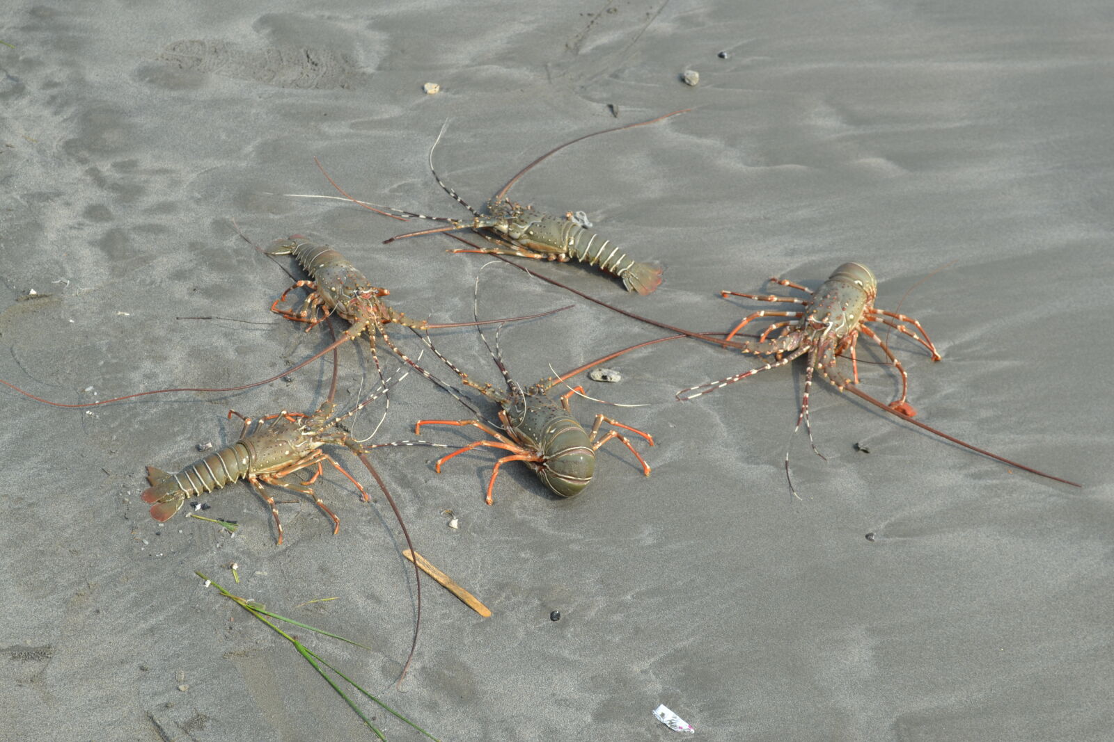Nikon D3100 sample photo. Shrimp photography
