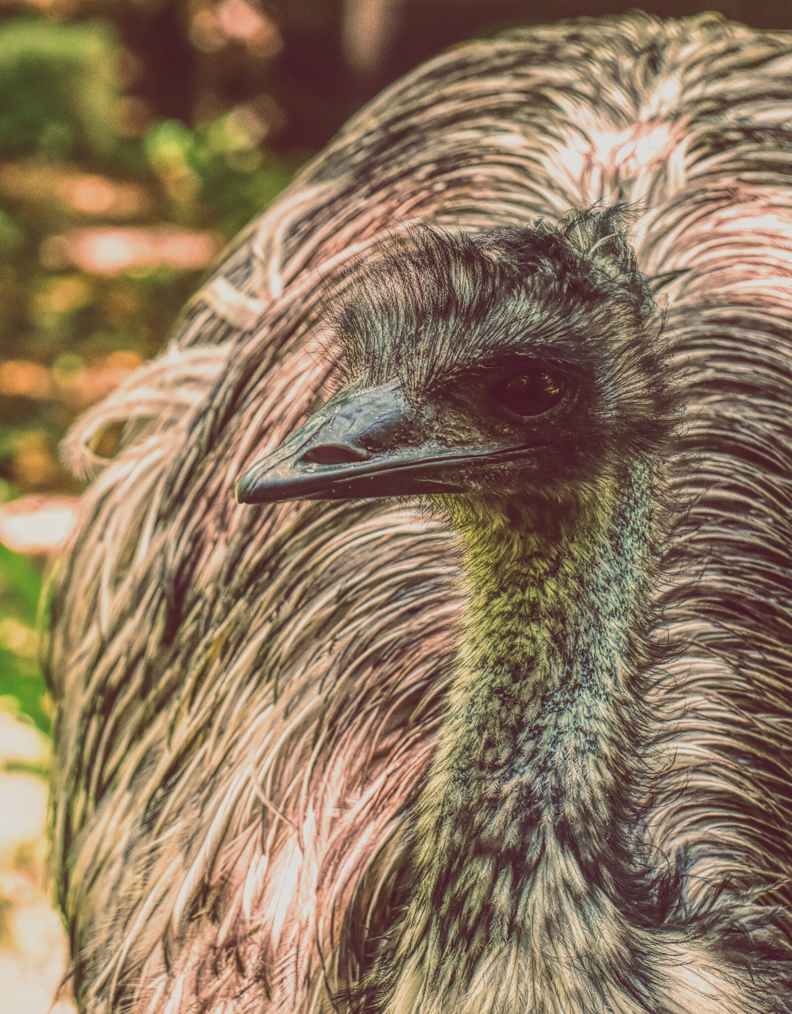 Nikon D7200 sample photo. Bouquet, bird, plumage photography