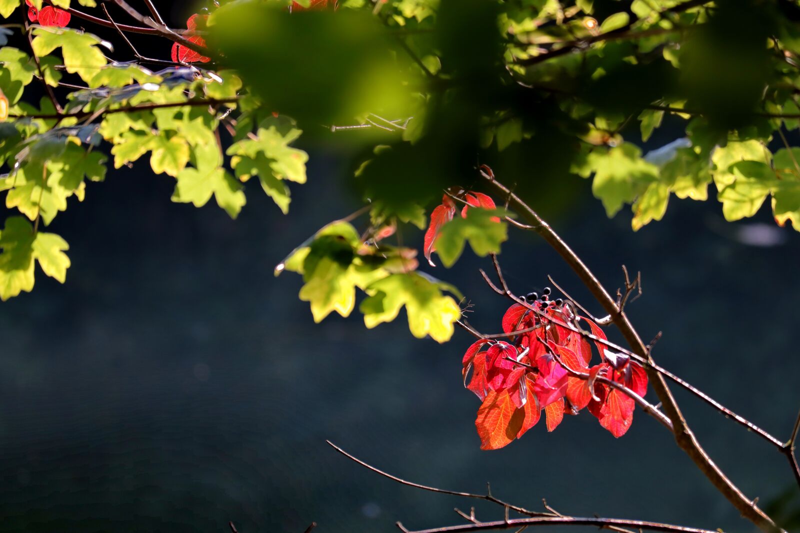 Canon EOS M50 (EOS Kiss M) sample photo. Autumn, branches, leaves photography