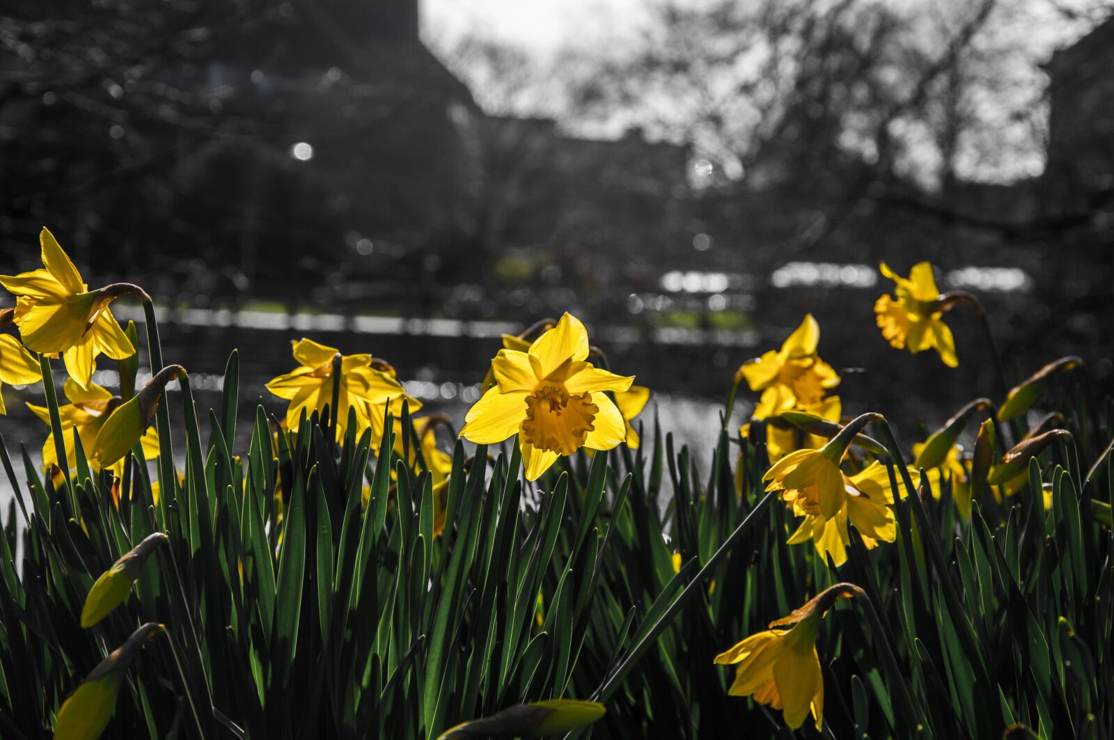 Nikon D5000 sample photo. Daffodils, narcissus, flower photography
