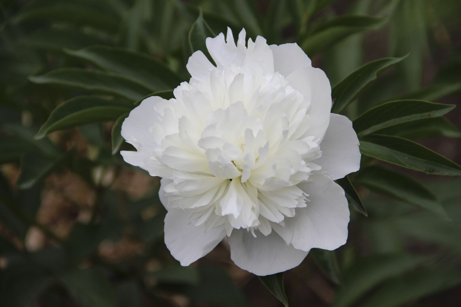 Canon EOS 650D (EOS Rebel T4i / EOS Kiss X6i) + Canon EF-S 18-135mm F3.5-5.6 IS sample photo. Peony, white, flower photography