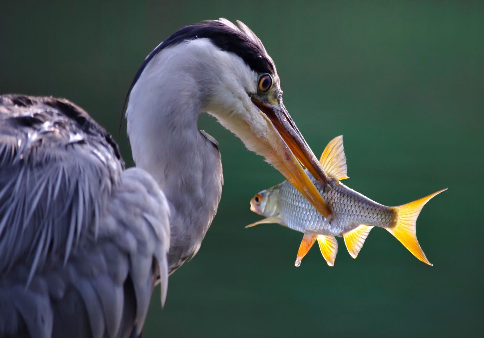 Pentax K-30 sample photo. Heron, grey heron, fish photography