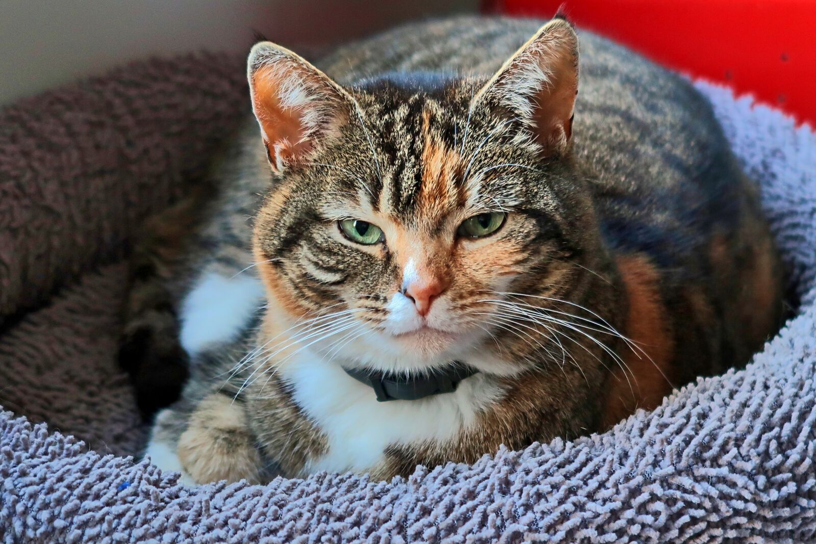 Canon PowerShot G7 X Mark II sample photo. Animal, cute, portrait photography