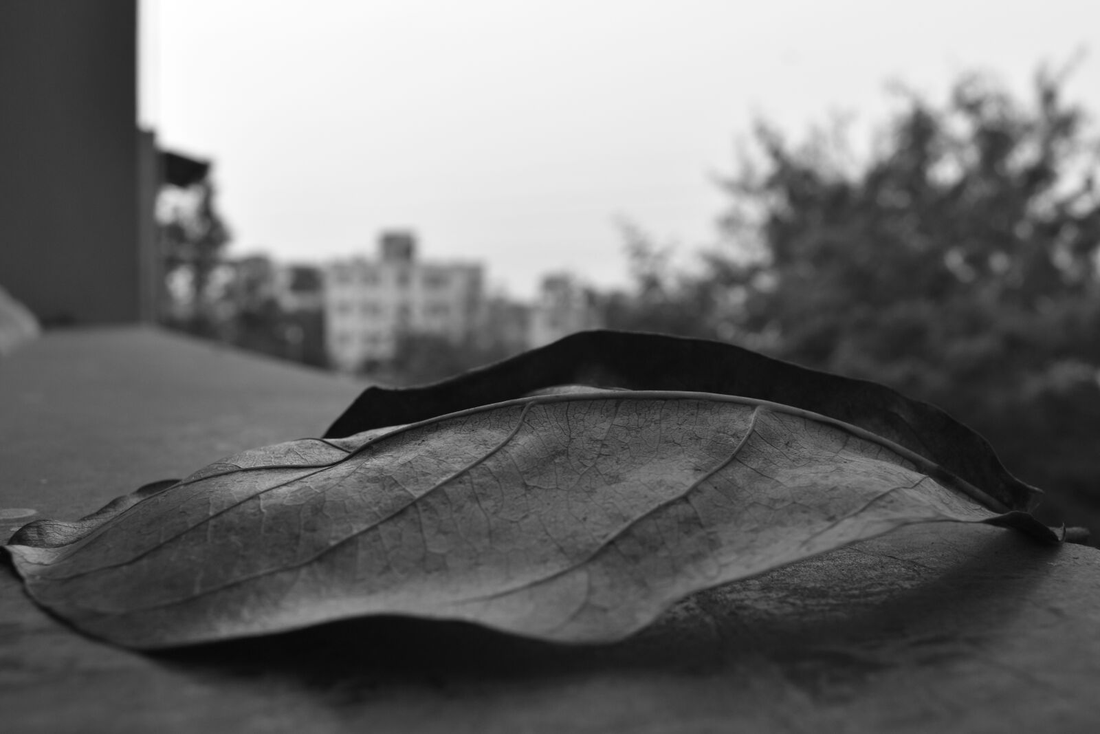 Nikon D5600 sample photo. Leaf, nature, natural photography