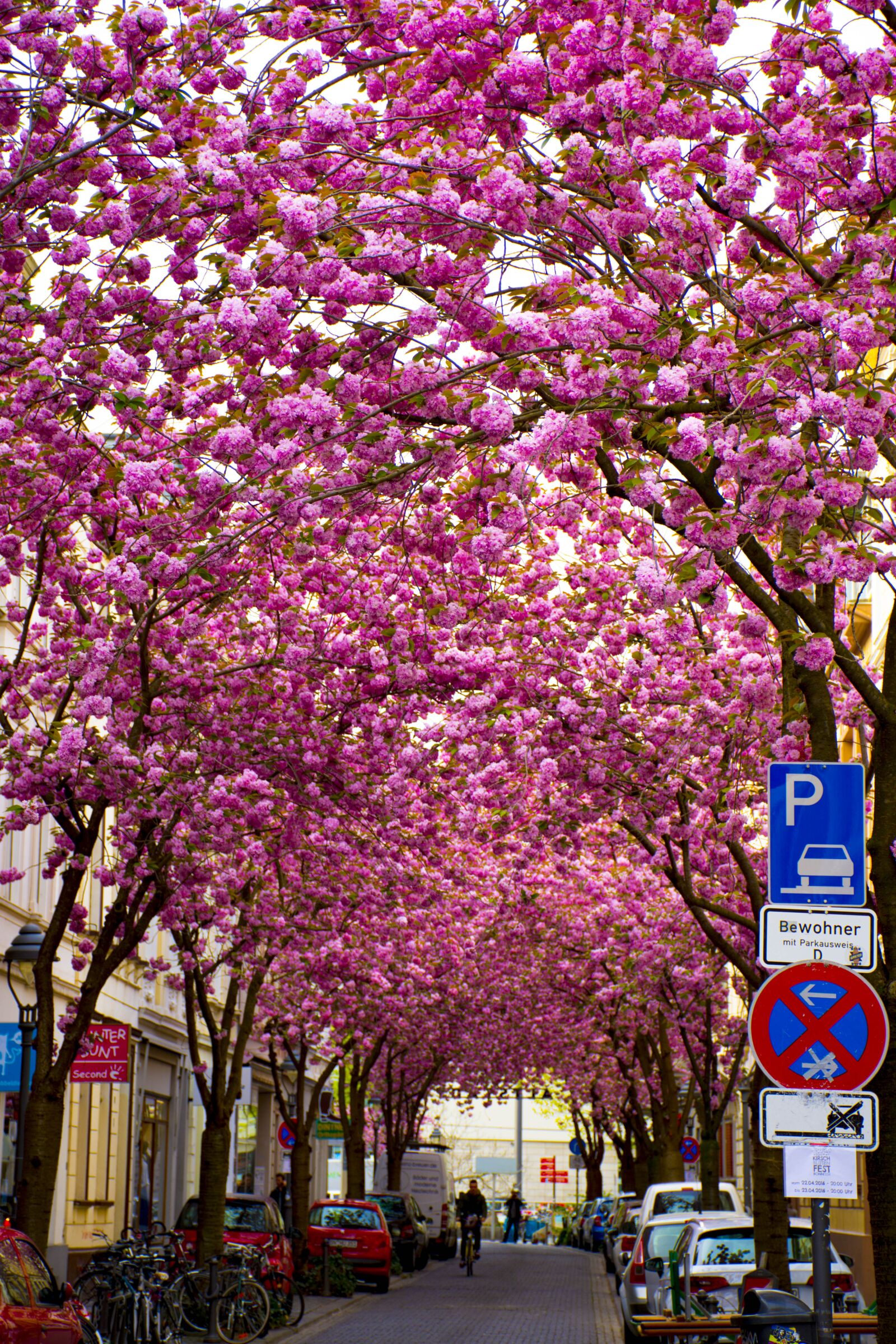 Nikon D7200 sample photo. Flower, tree, season photography