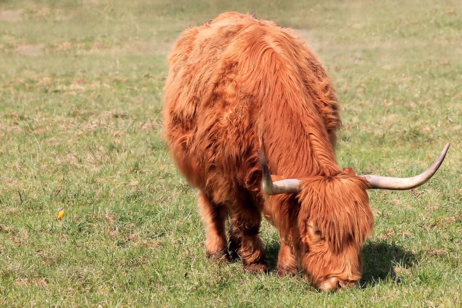 Canon EOS 1100D (EOS Rebel T3 / EOS Kiss X50) sample photo. Beef, long horn, graze photography