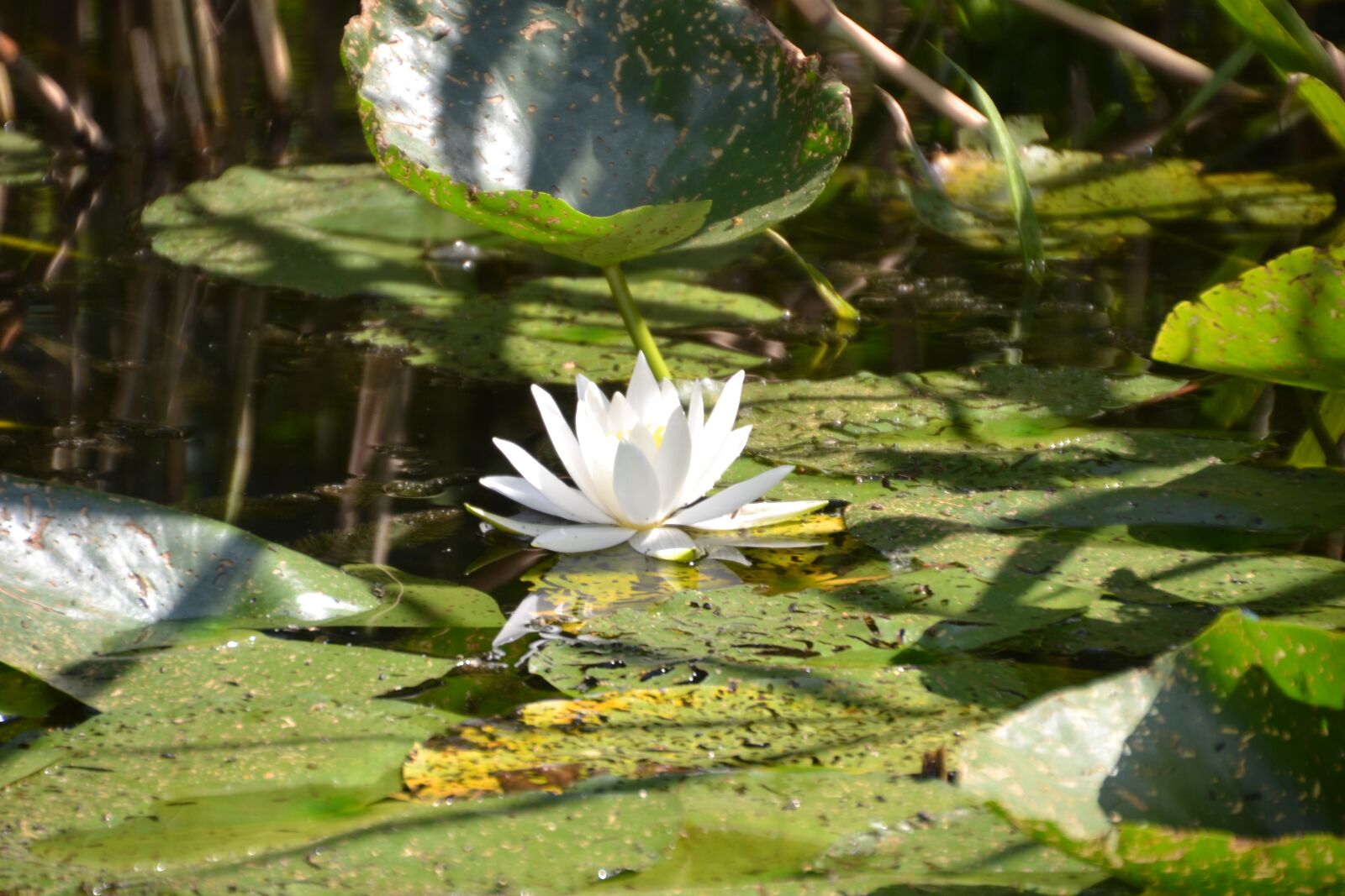 Nikon D3100 sample photo. Water lily, white, water photography