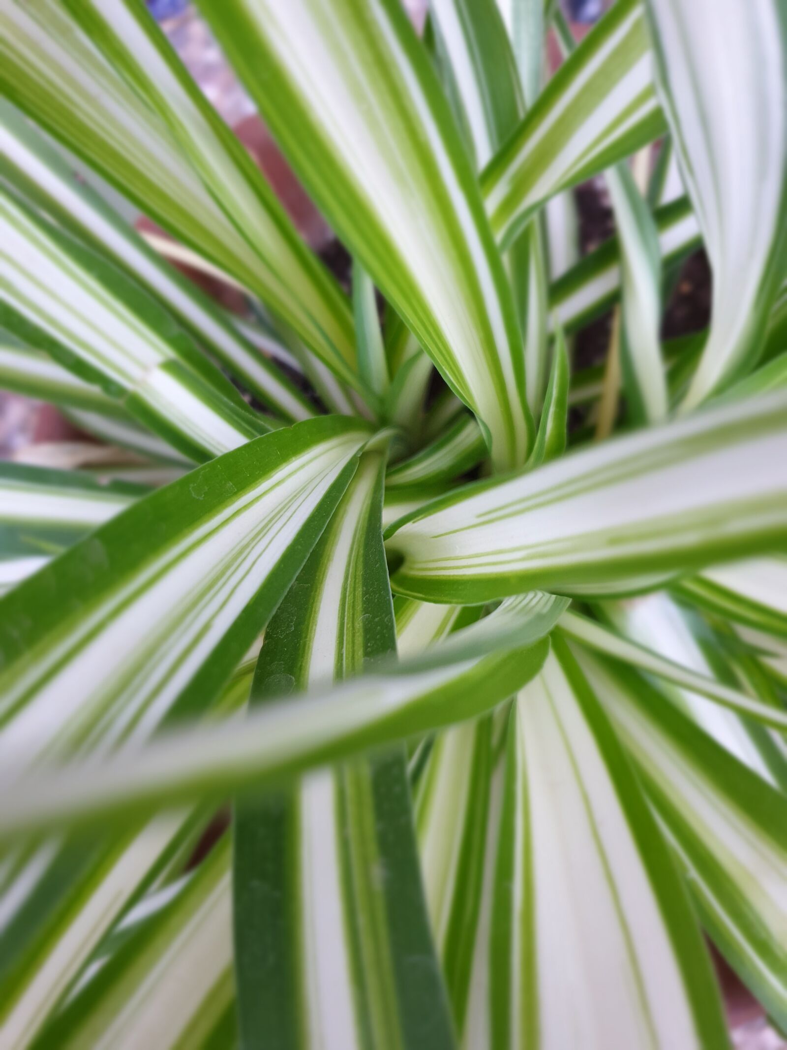 Samsung Galaxy S9+ sample photo. Plant, green, garden photography