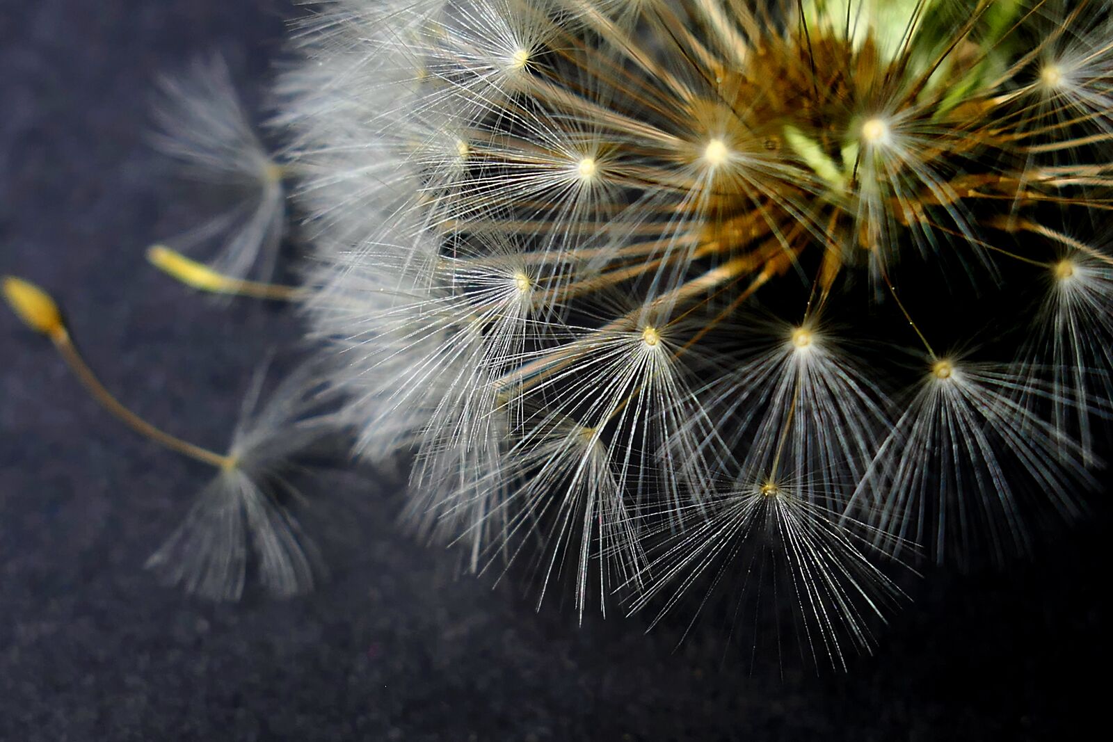 Panasonic Lumix DMC-LX10 (Lumix DMC-LX15) sample photo. Dandelion, nature, fluffy photography