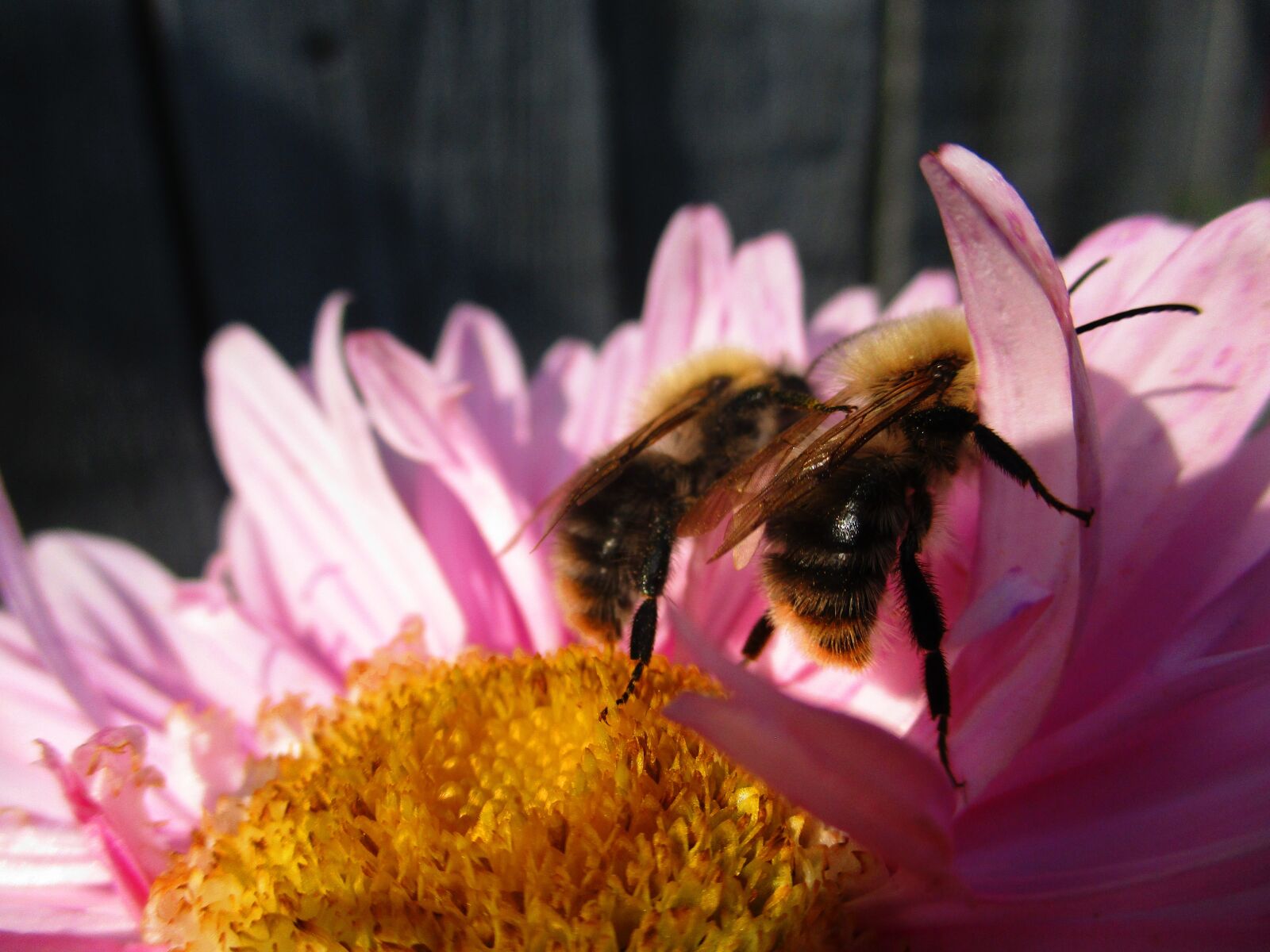 Canon IXUS 185 sample photo. Bumblebee, astra, flower photography