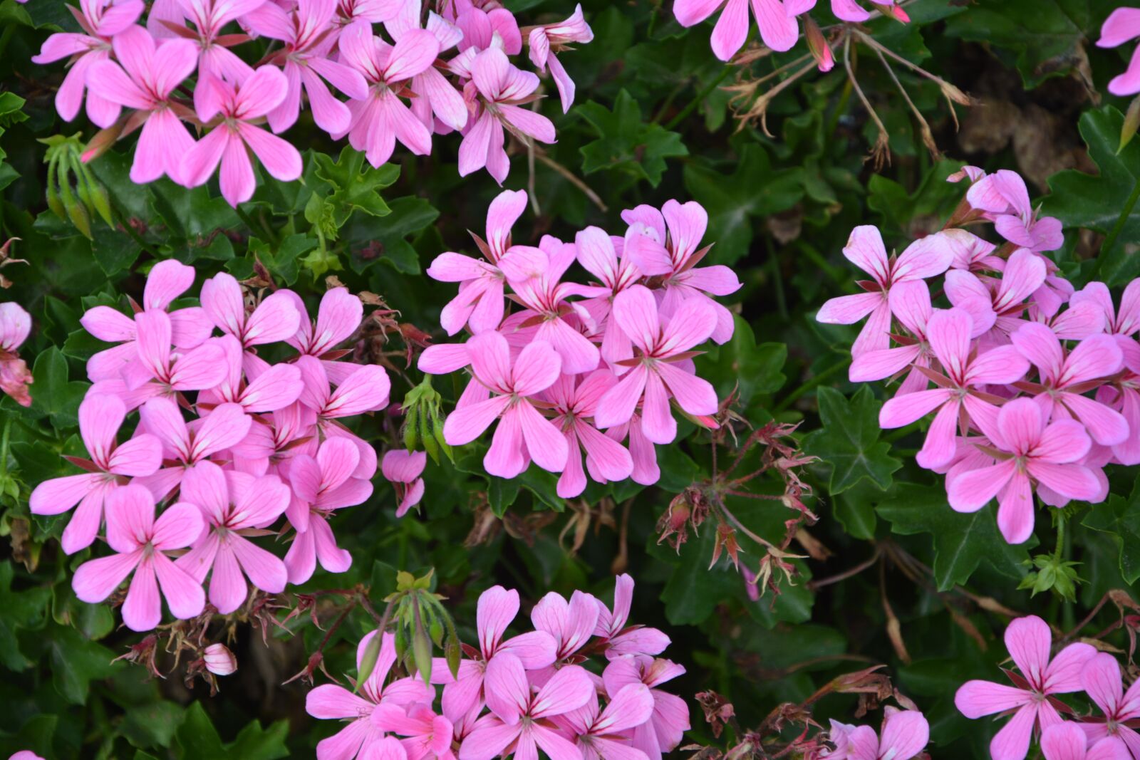 Nikon D5200 sample photo. Flower, geranium single rose photography