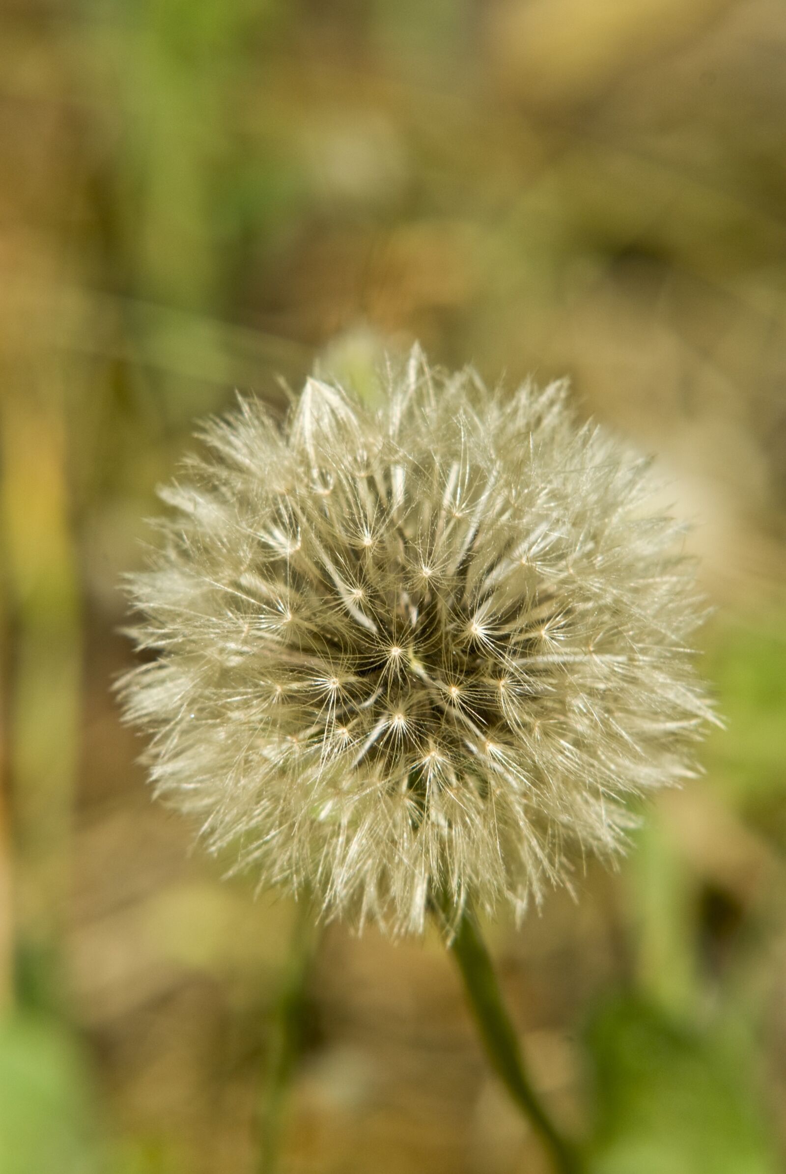 Nikon D200 sample photo. Flower, summer flowers, wild photography