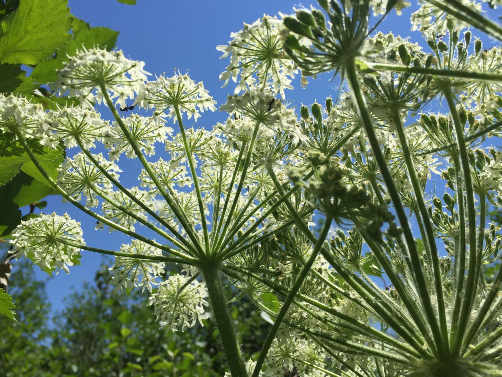 Apple iPhone 6 sample photo. Cow parsnip, flowers, umbrelliferae photography