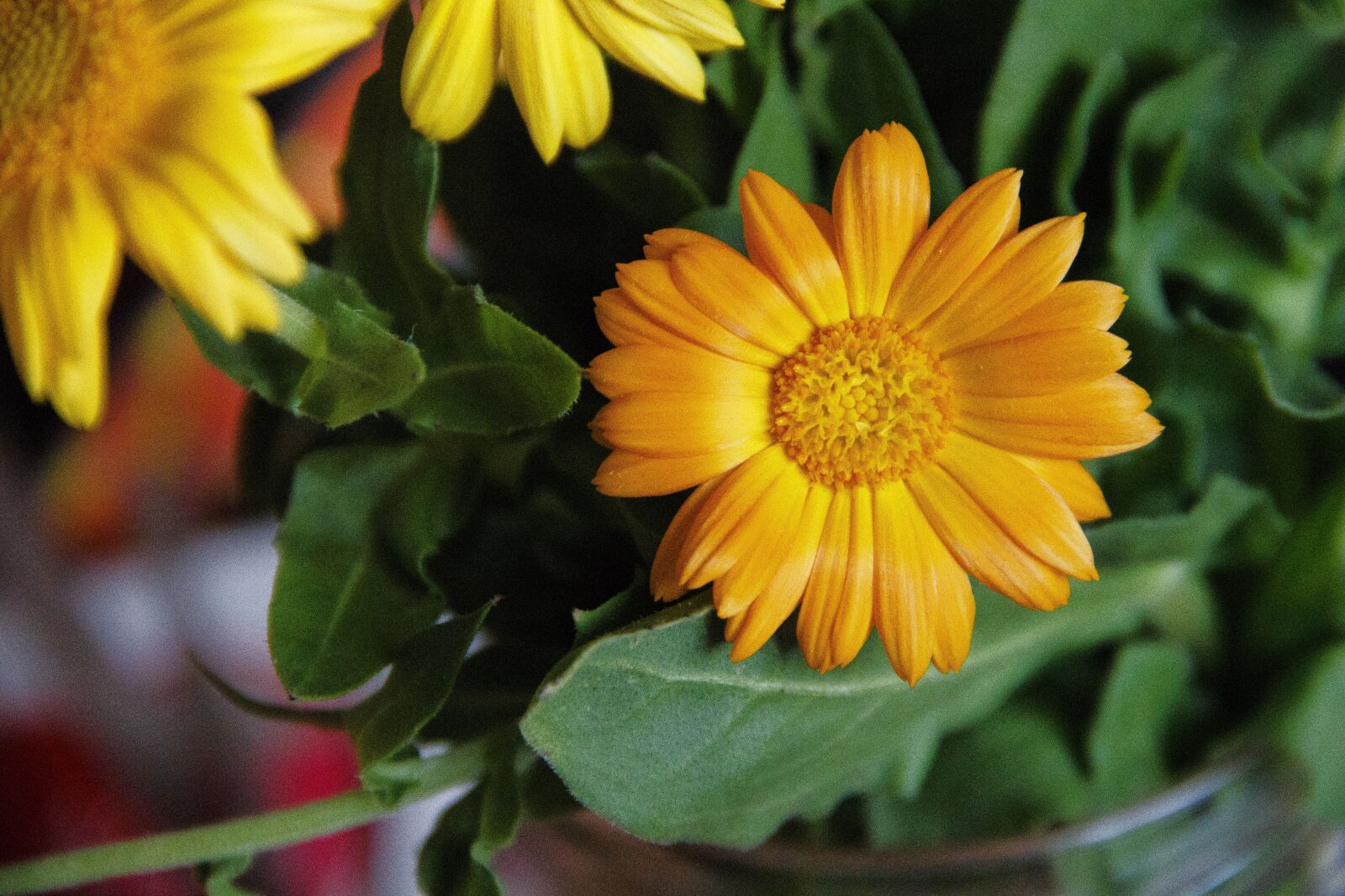 Canon EOS 650D (EOS Rebel T4i / EOS Kiss X6i) sample photo. Orange, flower, bloom photography