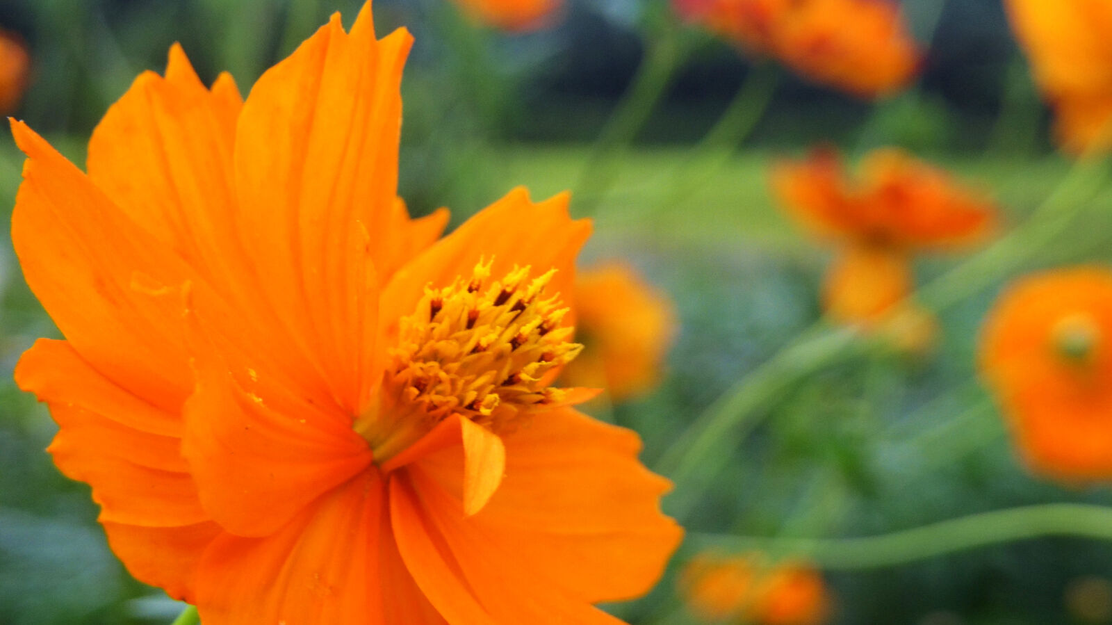 Pentax 02 Standard Zoom sample photo. Flower photography