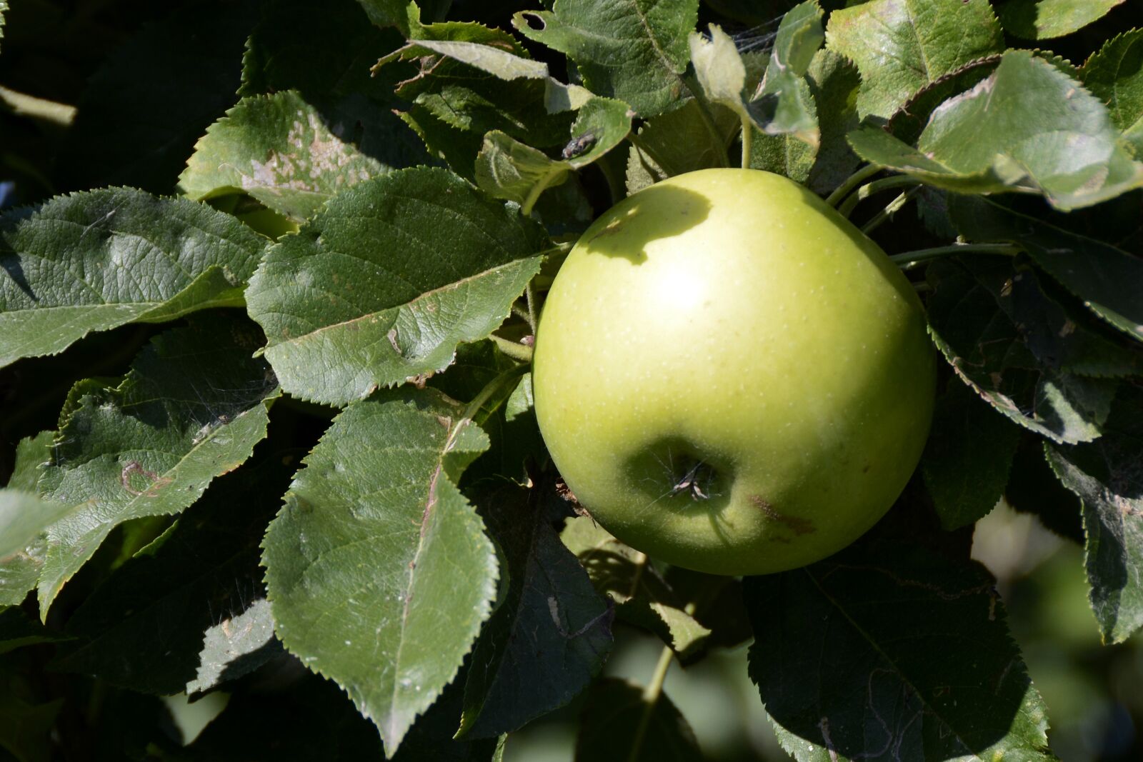 Nikon D7100 sample photo. Apple, fruit, green photography