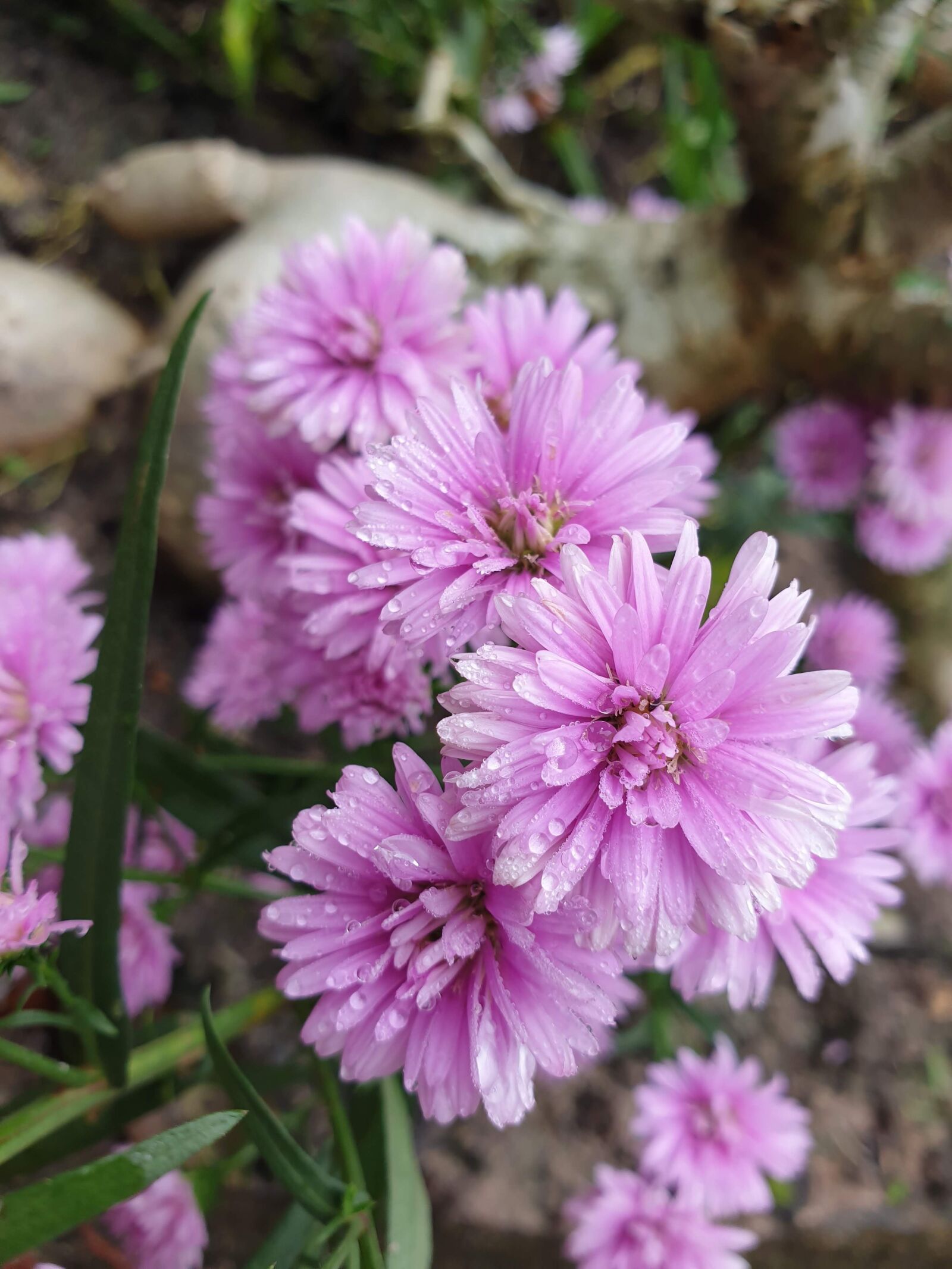 Samsung Galaxy S9 sample photo. Heath bell flower, flower photography