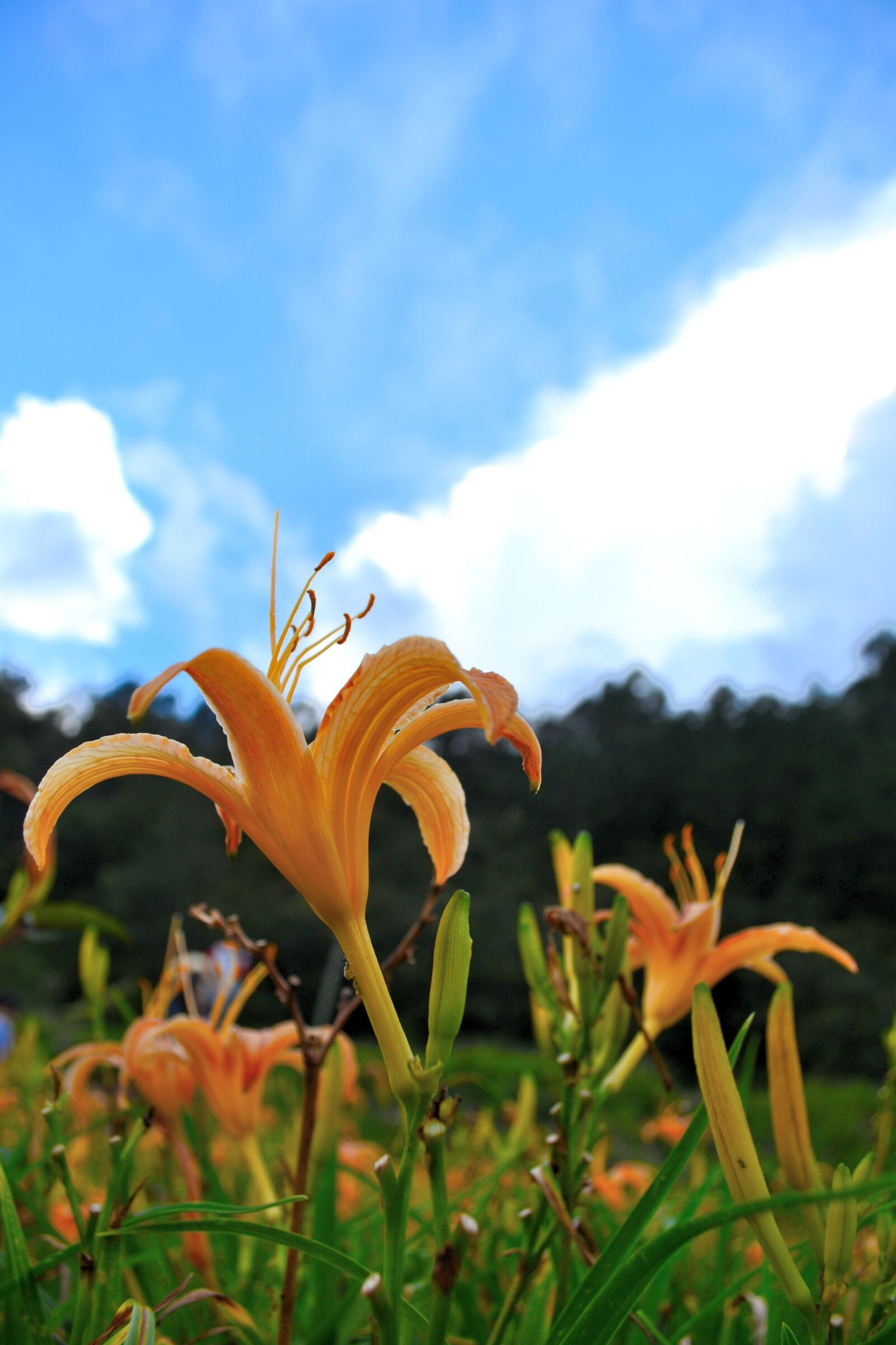 Nikon D3100 sample photo. Tiger lily flower, flower photography