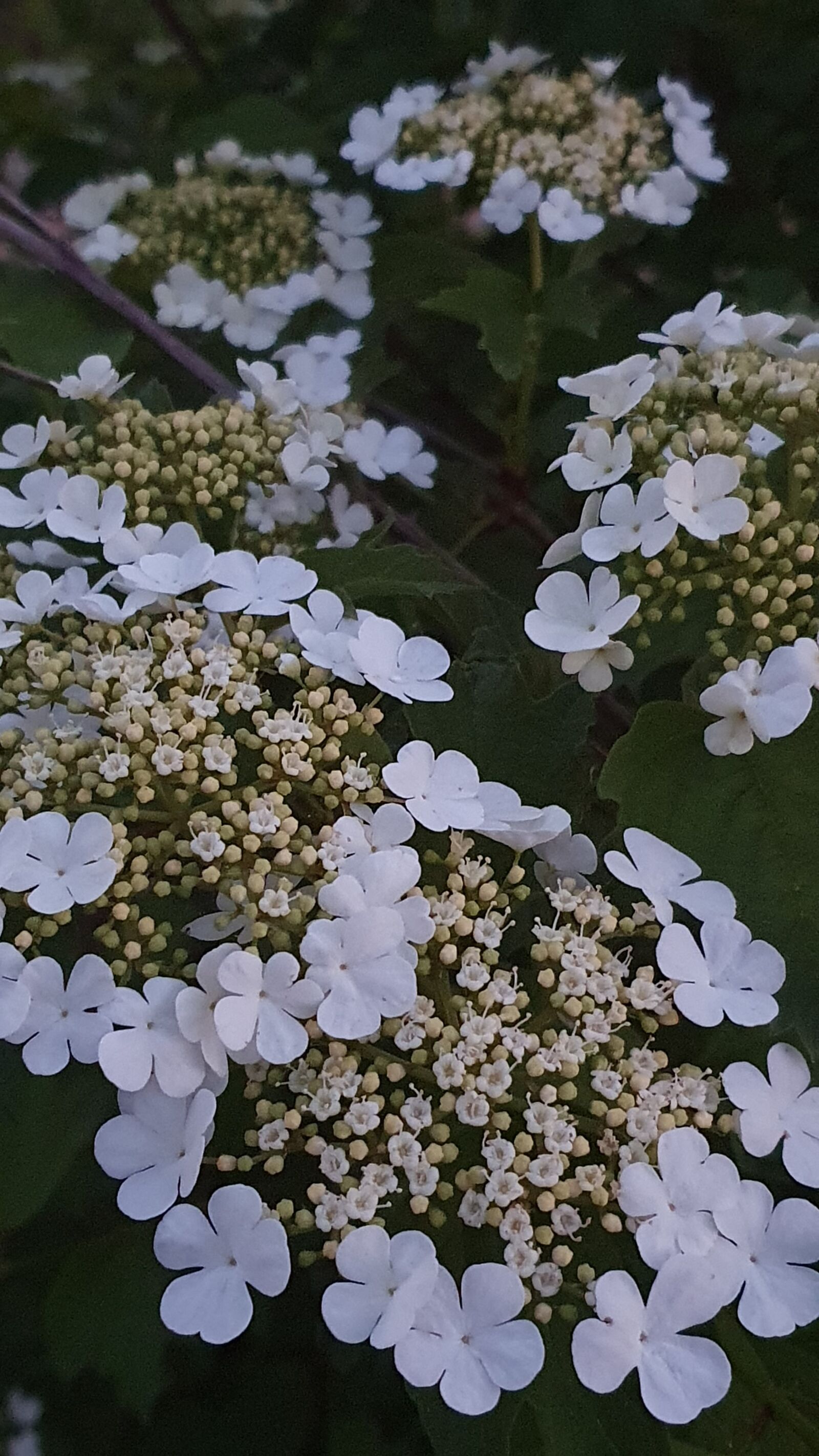 Samsung Galaxy S10+ sample photo. Hydrangeas, garden, white photography