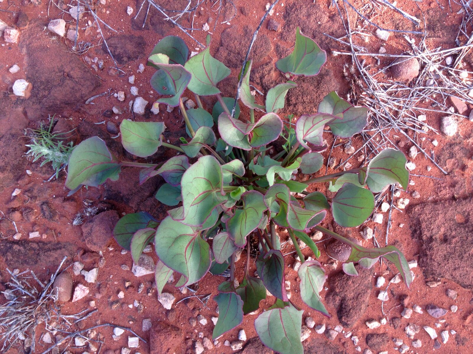 iPhone 5c back camera 4.12mm f/2.4 sample photo. Green, leaves, native, nature photography