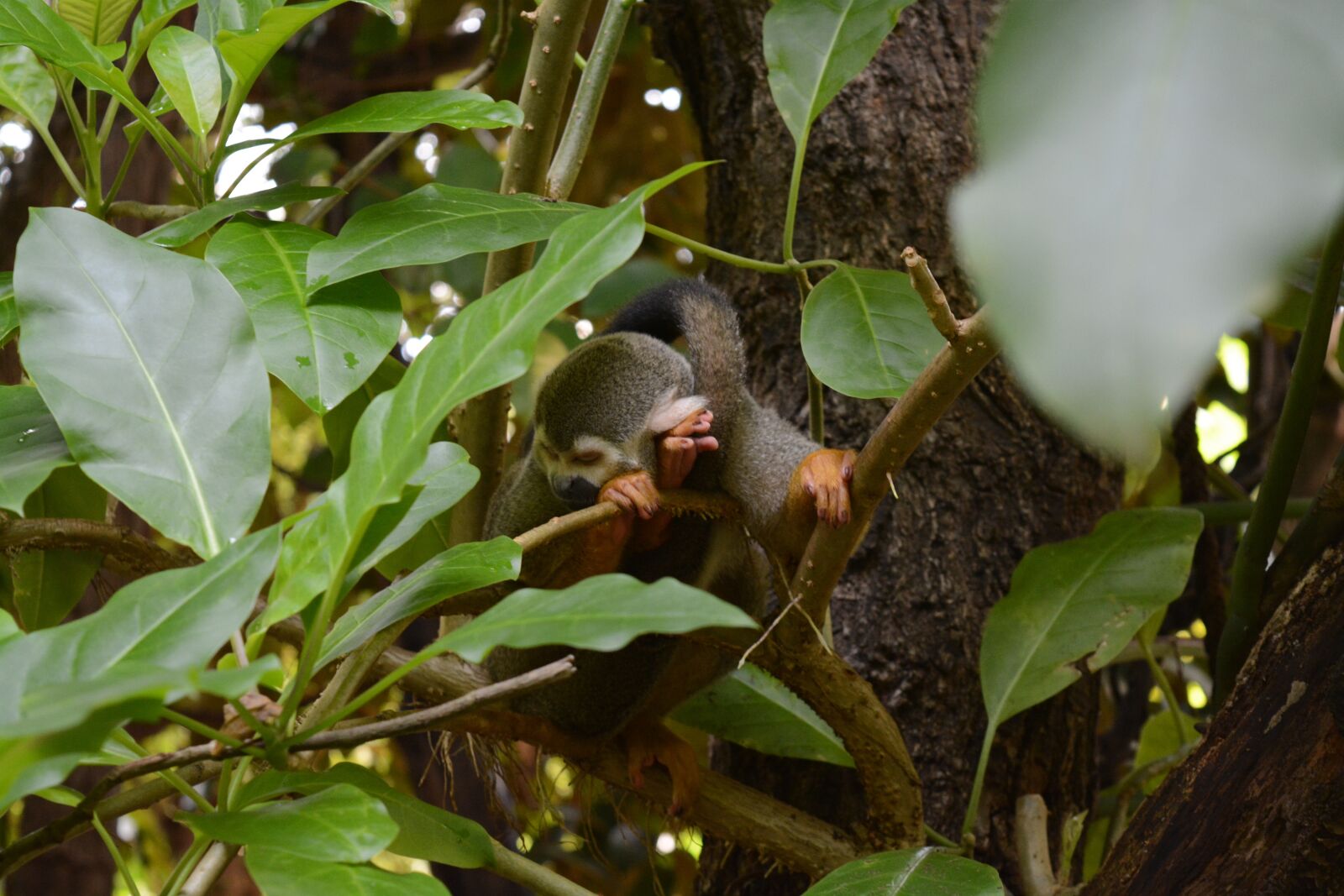 Nikon D5200 sample photo. Monkey, zoo, animal photography