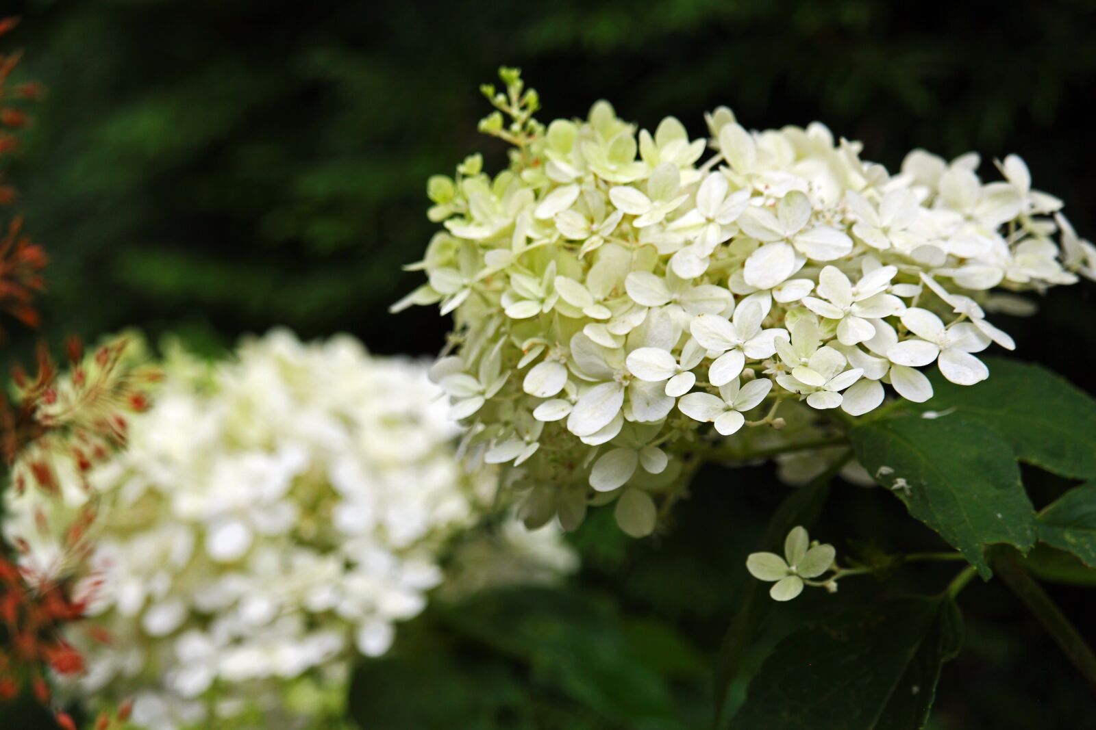 Canon EF-S 55-250mm F4-5.6 IS STM sample photo. Panicle hydrangea, hydrangea, garden photography